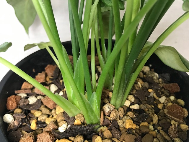 スキスマトグロッティス ハイナエンシス