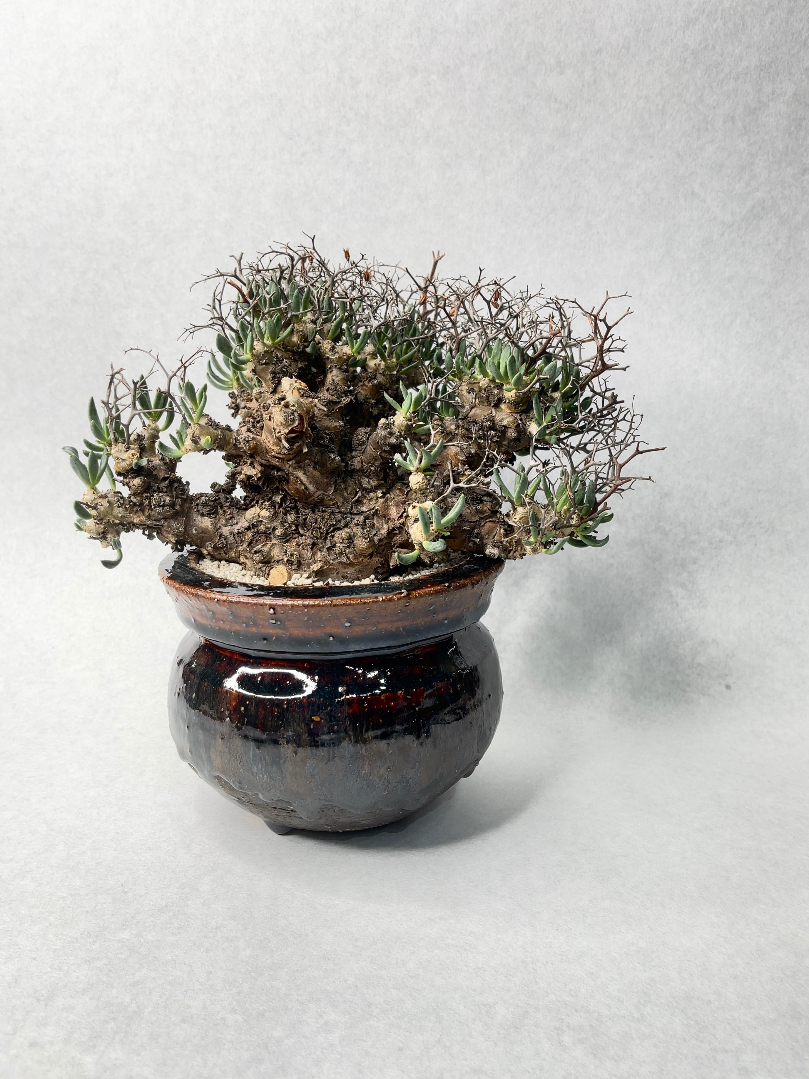 チレコドン・万物想 | trigger