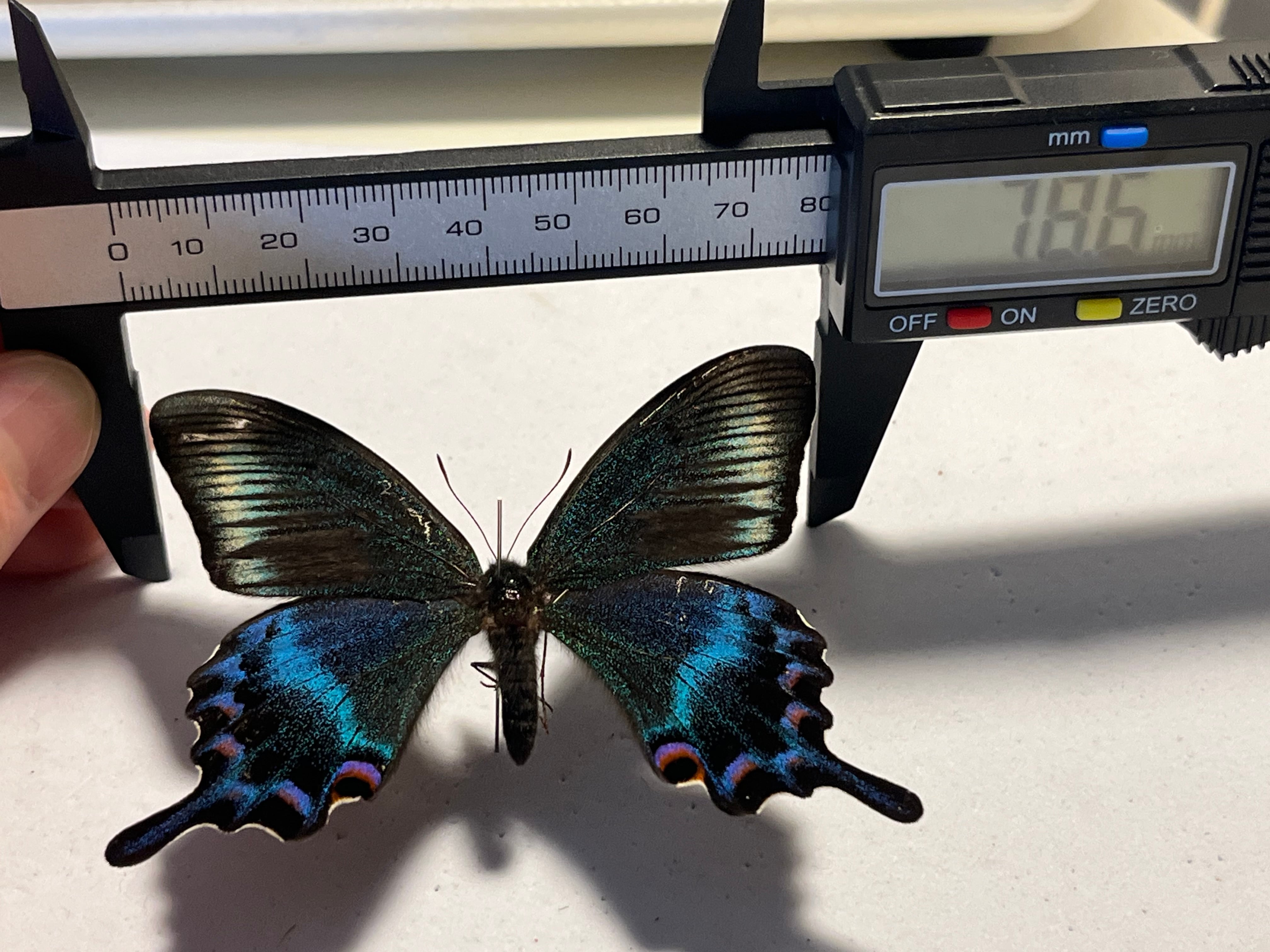 ミヤマカラスアゲハ 国産蝶標本 蝶標本 Papilio 標本 蝶 未展翅 採集品