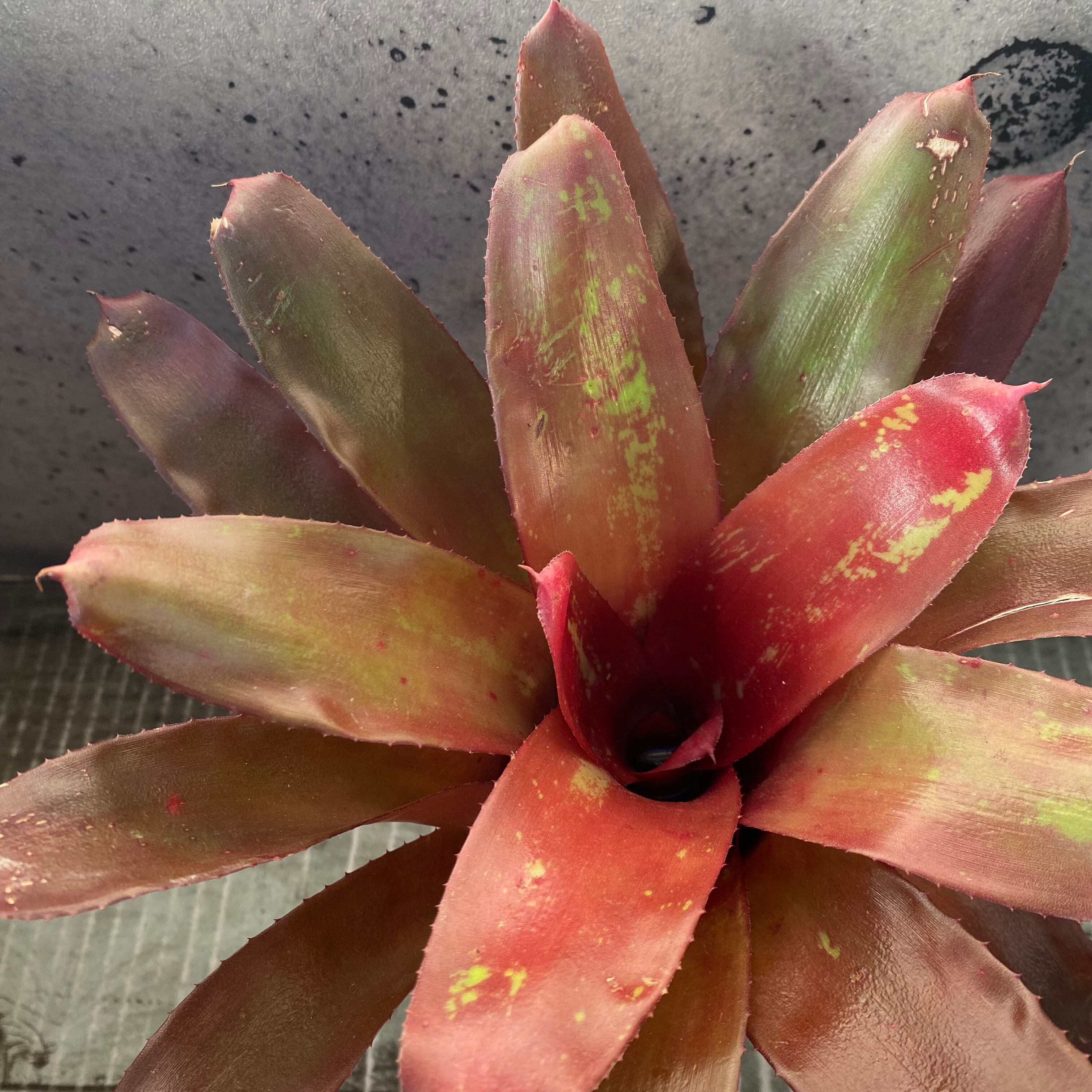 タンクブロメリア | Planet Plants プラネットプランツ