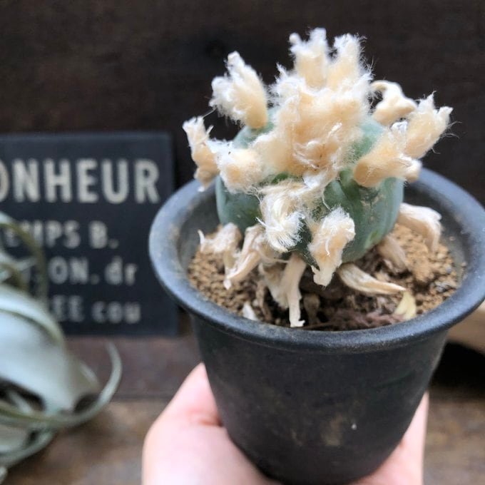 鳥羽玉】ロフォフォラ ペヨーテ サボテン 多肉植物 ロホホラ | 植物の
