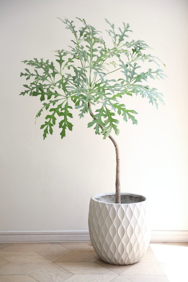 【L/110cm】クッソニア パニクラータ/Cussonia paniculata