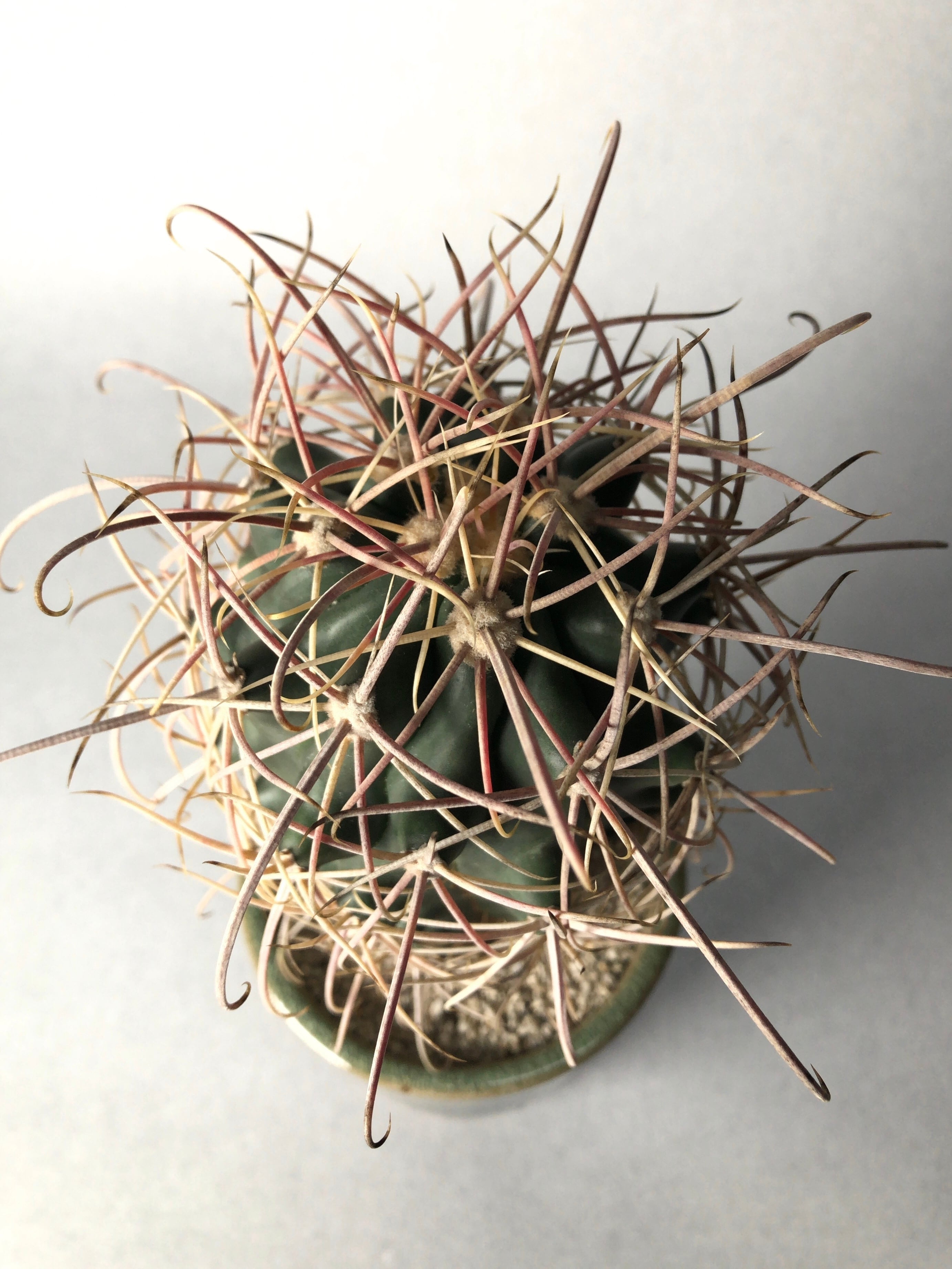 フェロカクタス・白鳥丸 | trigger