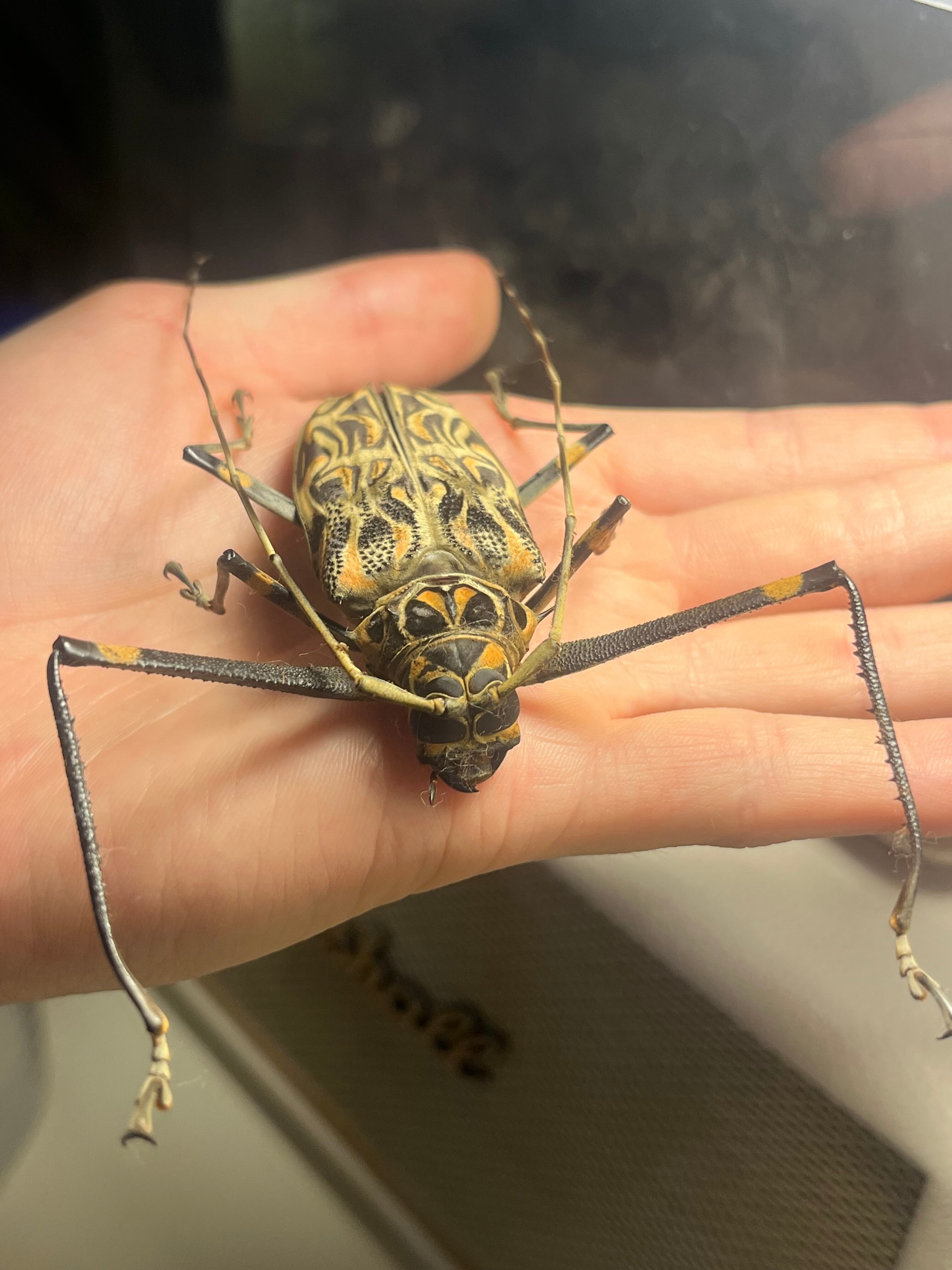 68mm♀】テナガカミキリ 昆虫標本甲虫ハムシサソリタランチュラムカデ