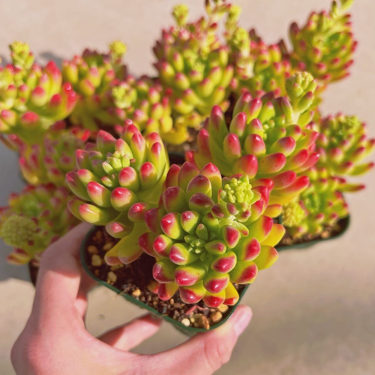 セット021(1月26日base販売会)