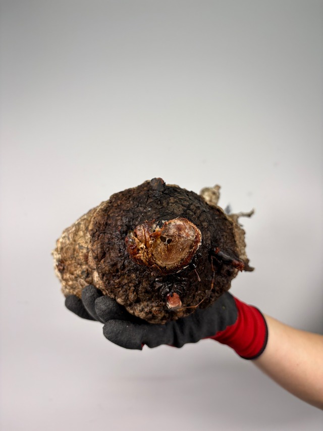 F163 現地発根株 オペルクリカリア パキプス 6/15 入荷 Operculicarya pachypus 塊根植物 現地球