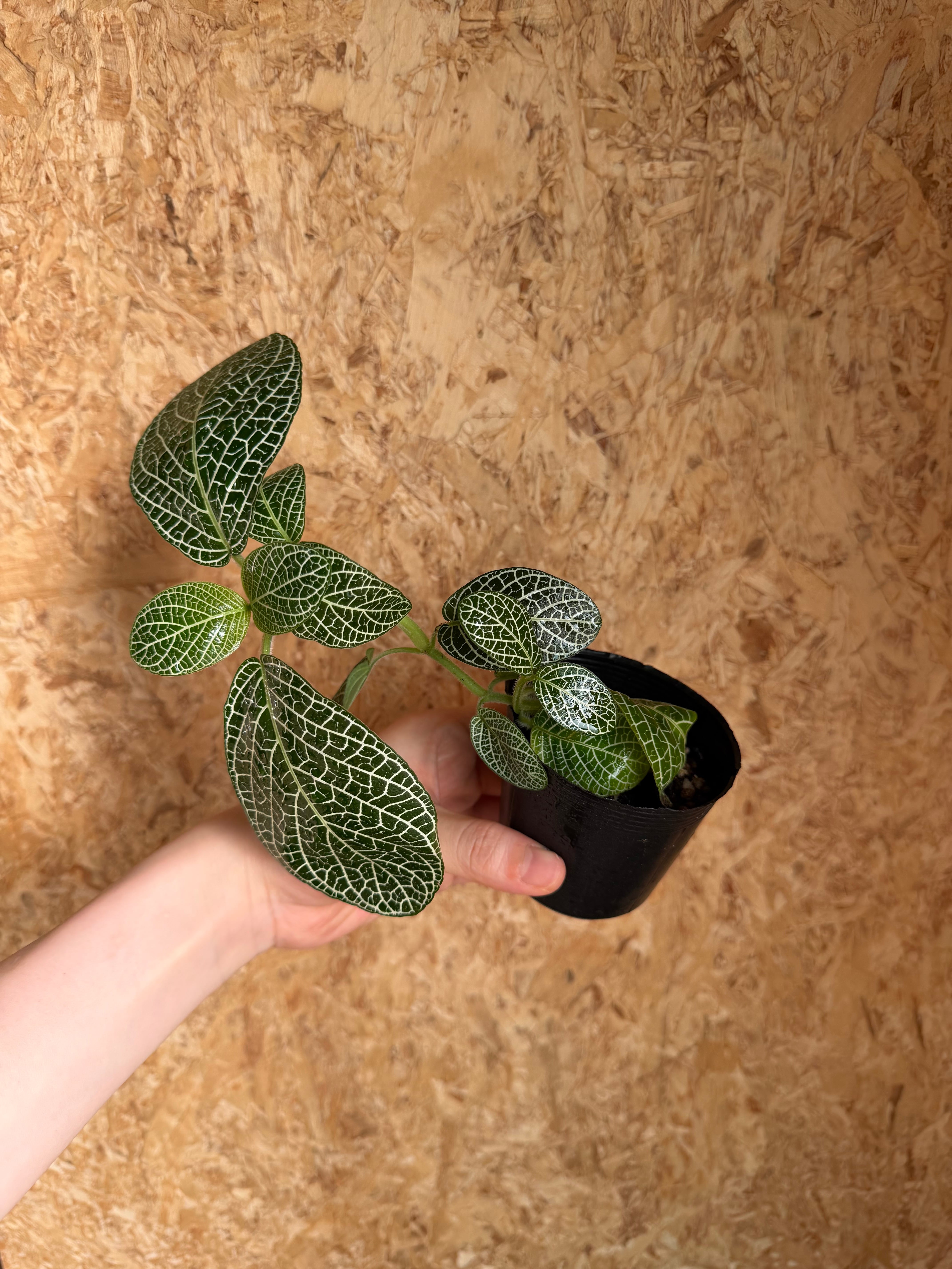 送料無料】Billbergia Domingos Martins×Buchholtzii 〔ビルベルギア