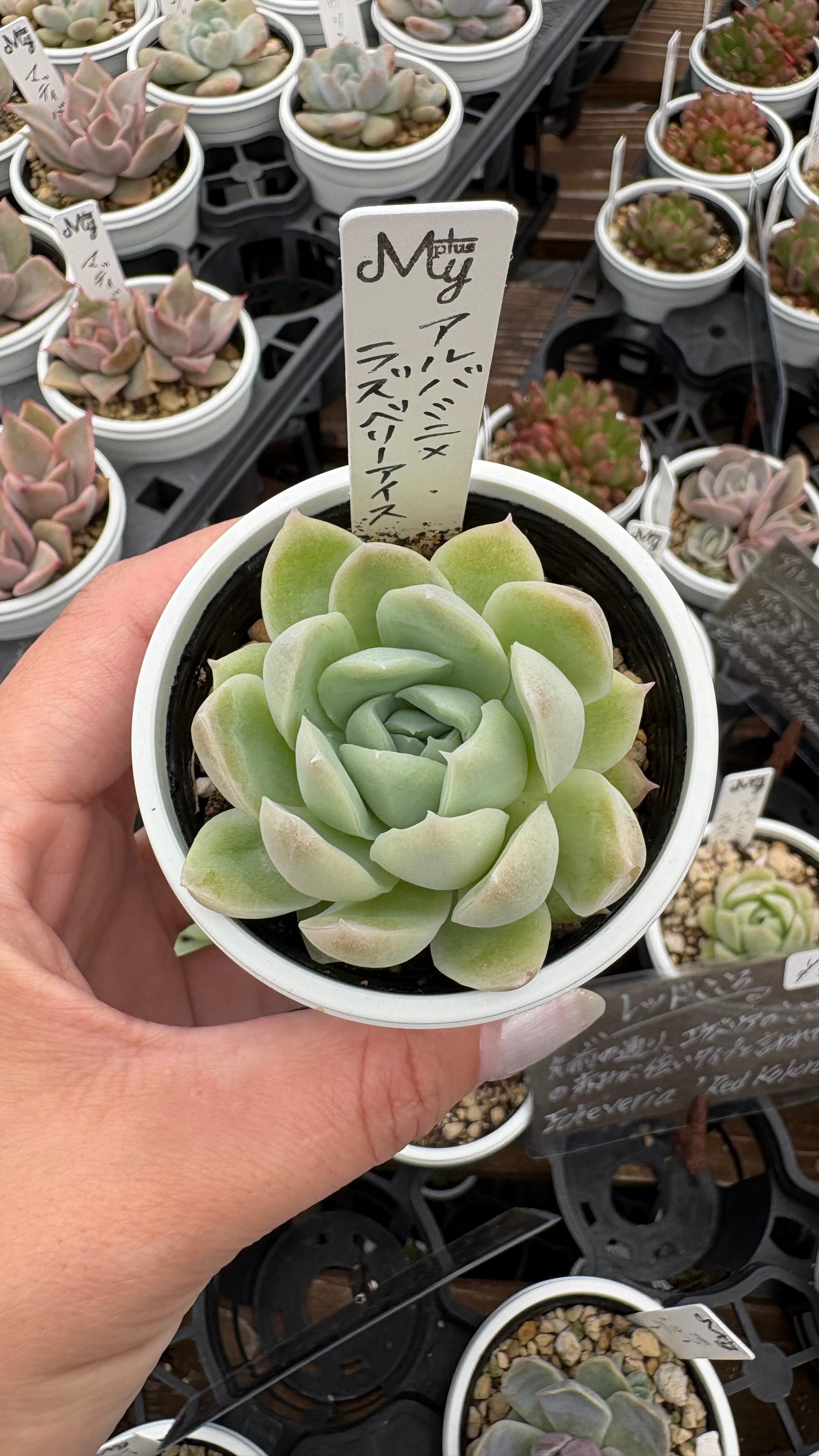 アルバミニ×ラズベリーアイス 多肉植物 エケベリア 安心の生産ポット