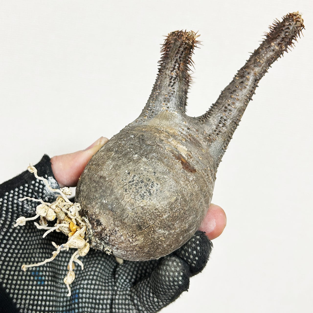 乾きやすい用土で健康に育てるパキポディウム・グラキリス。胴回り20cmのミニサイズを、質感豊かな手作りモルタル鉢と共に|虫発生抑制