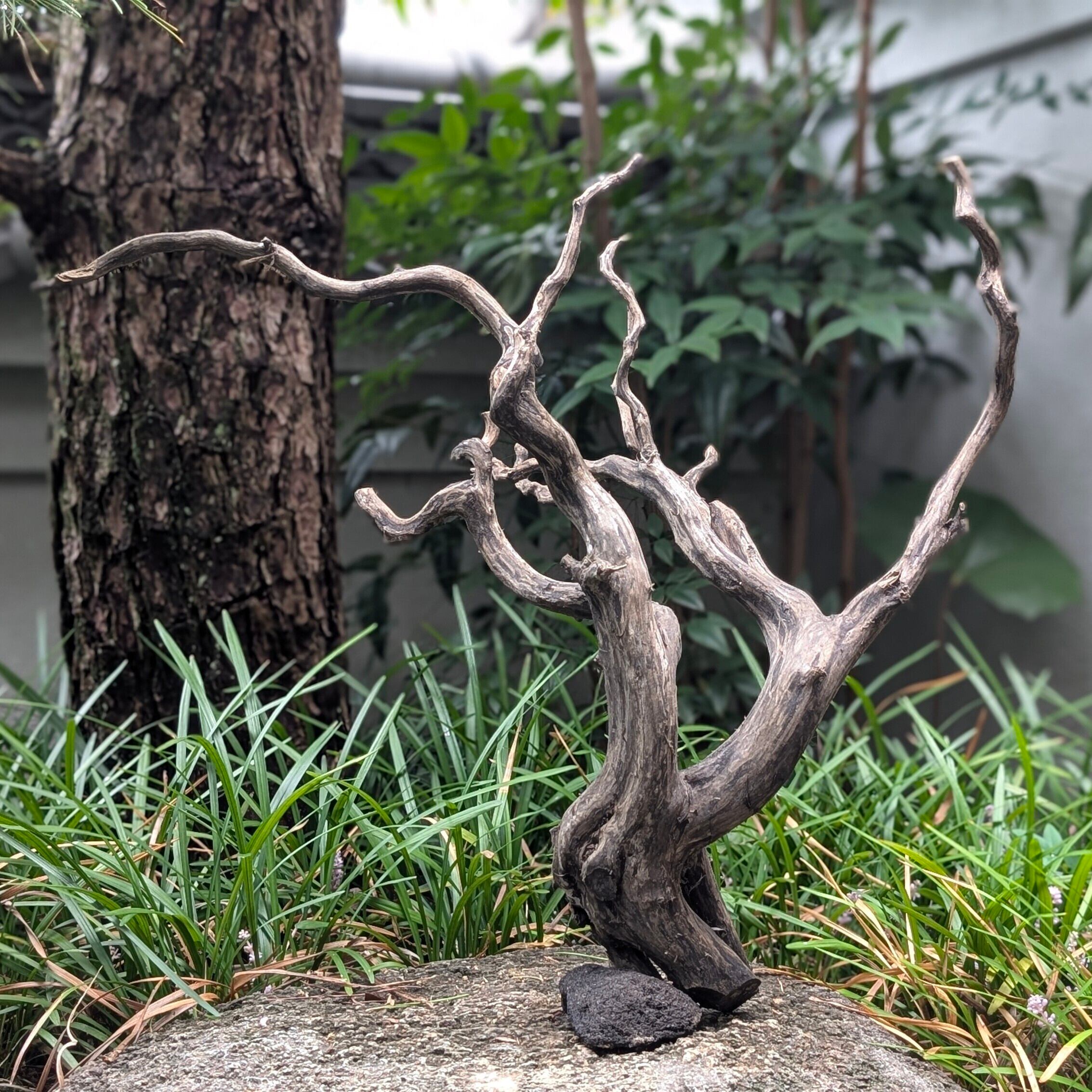 ブラックスマトラブランチウッド【BSB100】流木 アク抜き処理