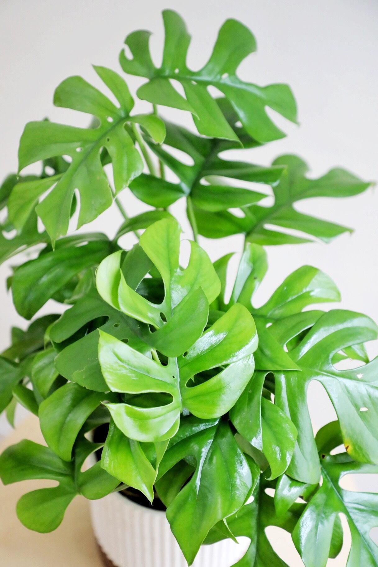 M】ヒメモンステラ/Monstera | 【厳選植物・器】MIDORI DOUMEI 翠堂明