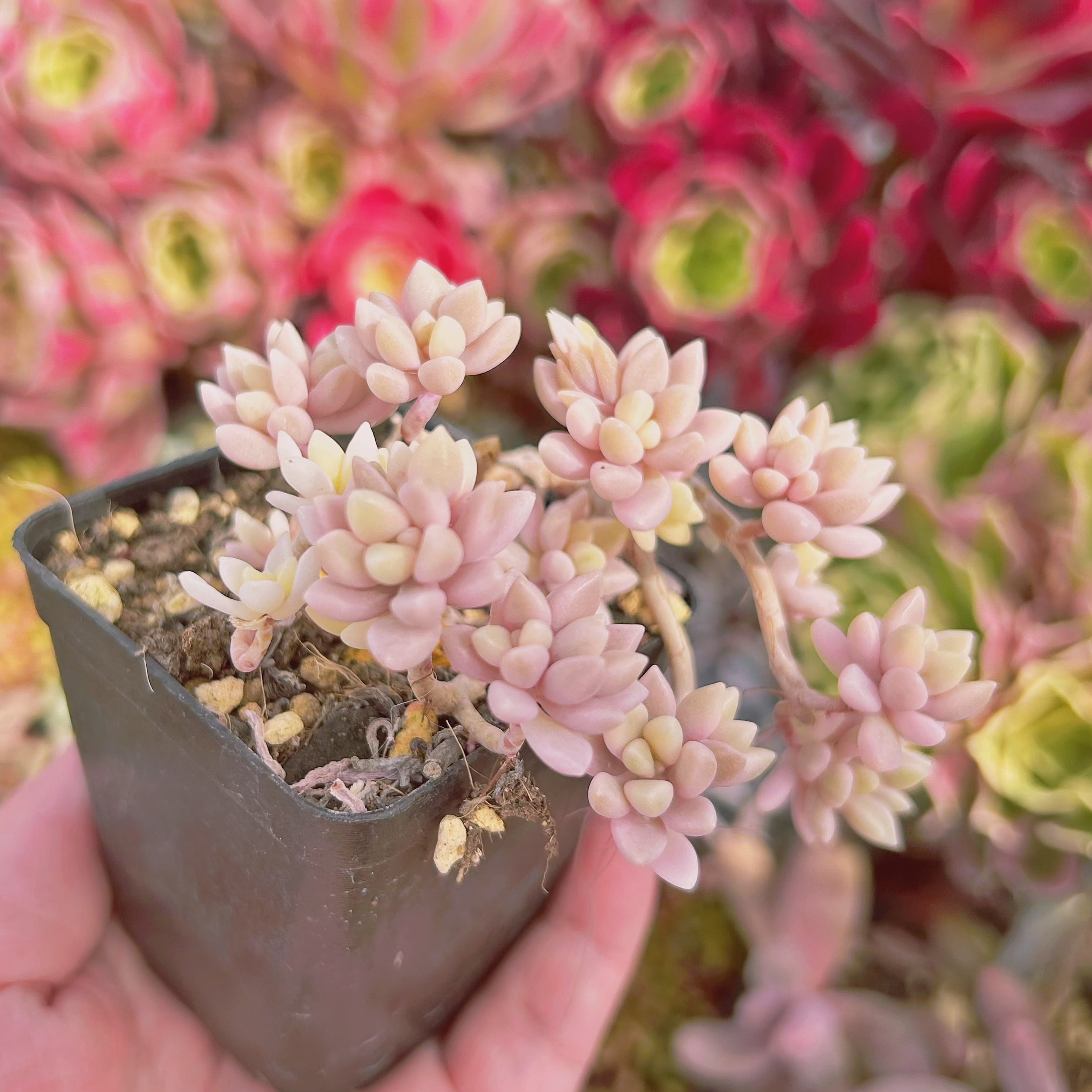 2192現物 多肉植物 ミリナエ錦 抜き苗 | るる農園~多肉植物専門