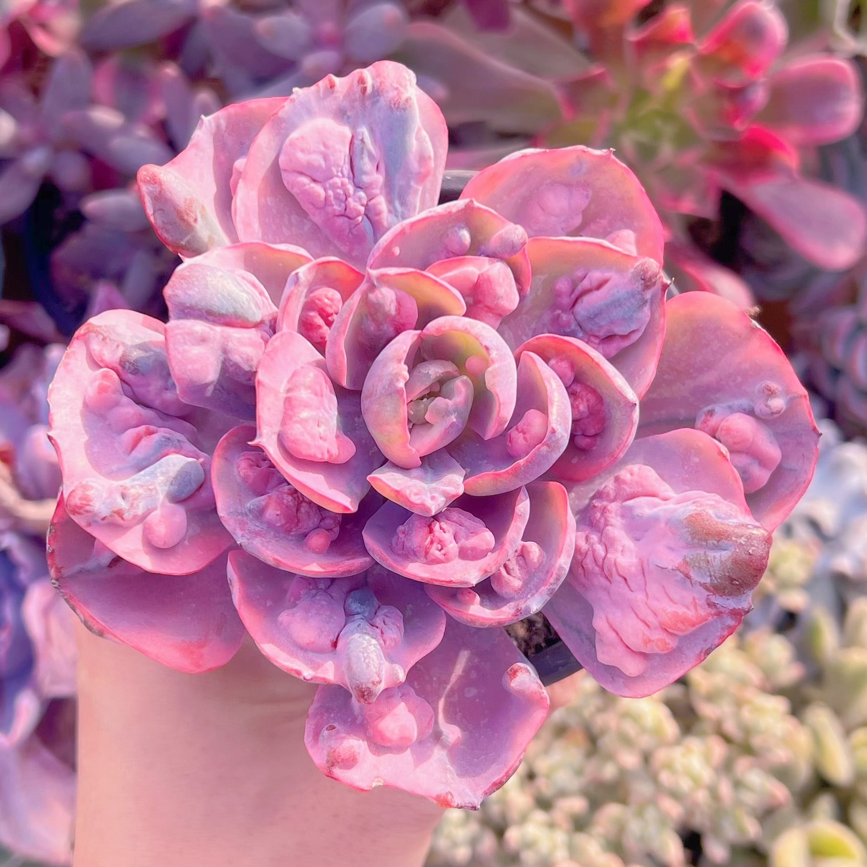 現品　ビヨンセ錦#092   るる農園