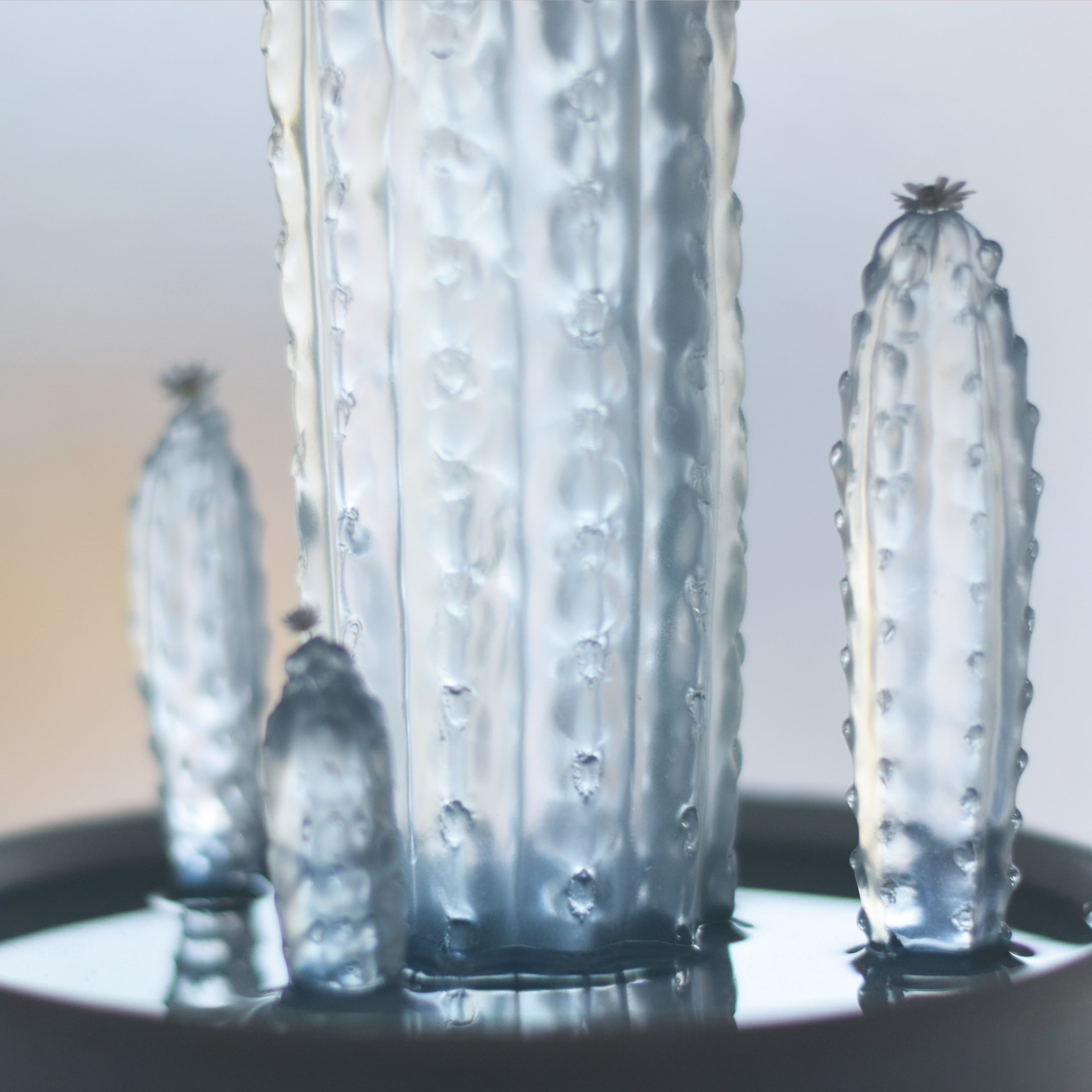 water cactus 柱サボテン寄せ植え | Sabotensi