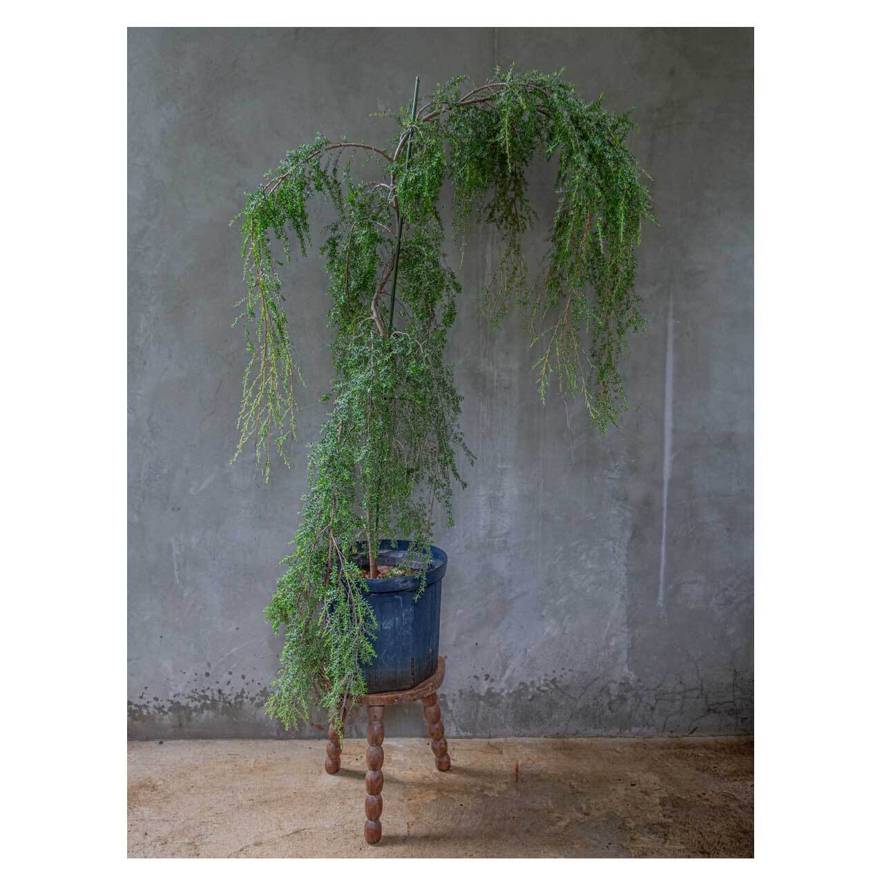 Leptospermum polygalifolium 'Vertical Drop' | Seeding