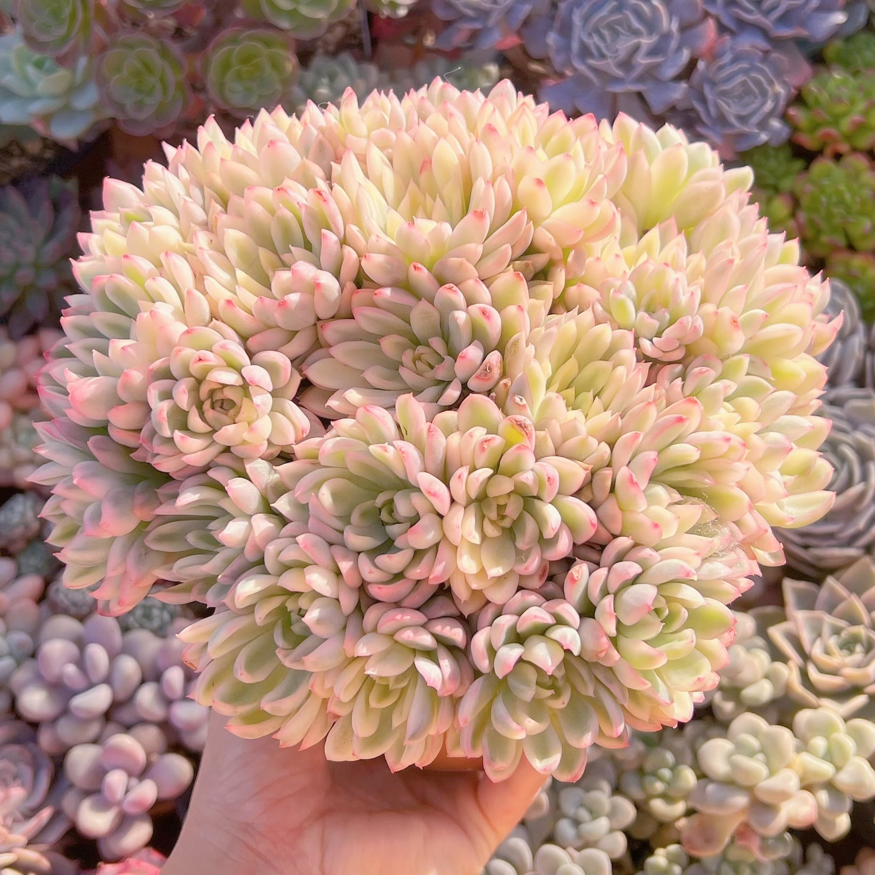 現品　女雛錦#577　新入荷　レア特特大群生20cm以上　るる農園