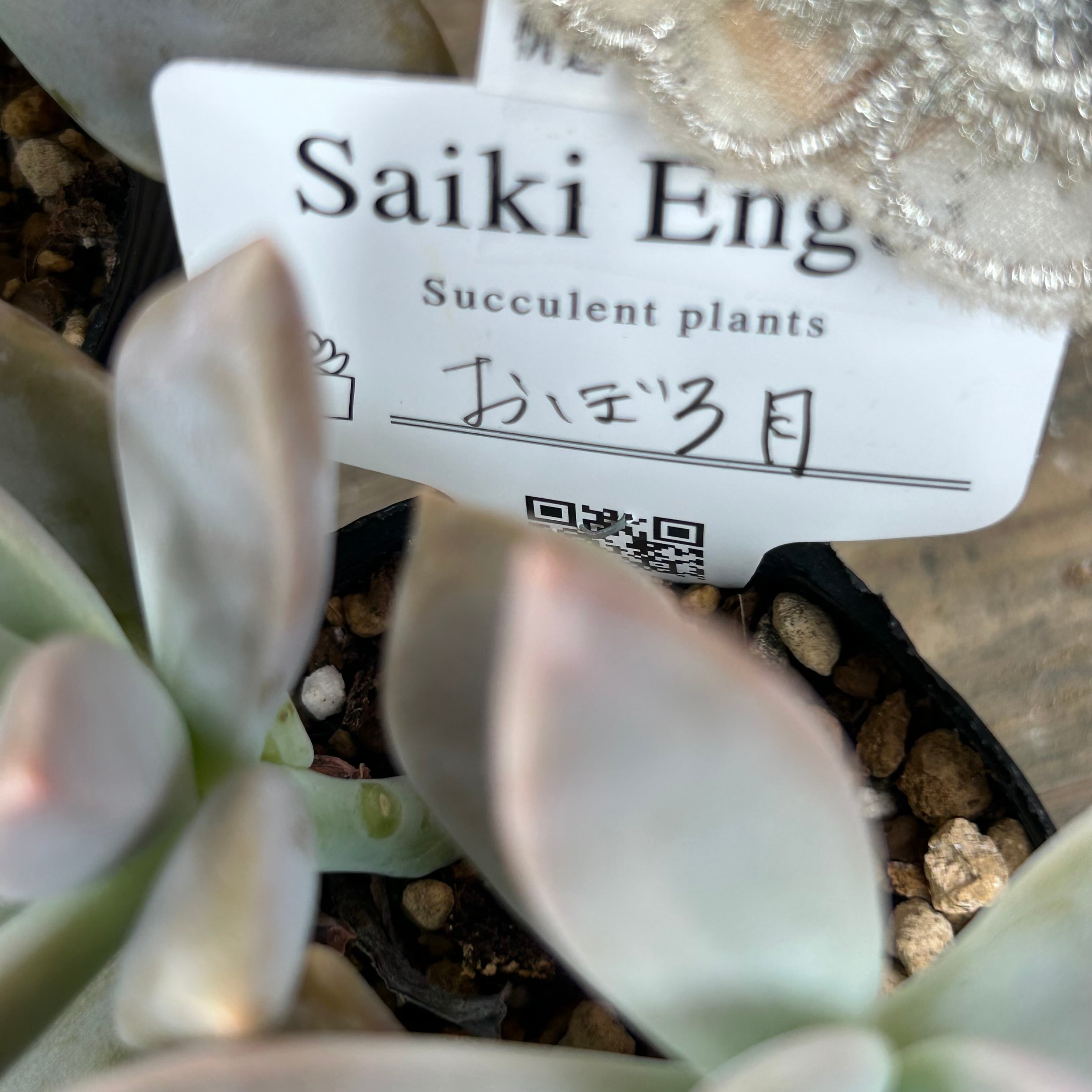 大阪K様ご注文 おぼろ月 | RuPo 多肉植物専門店