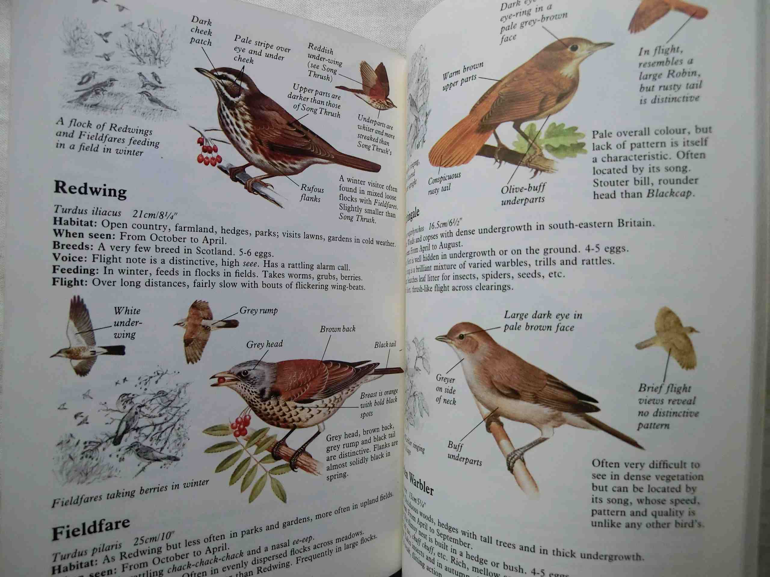 イギリス・ヨーロッパ 野鳥図鑑 Usborne Guide to Birds of Britain