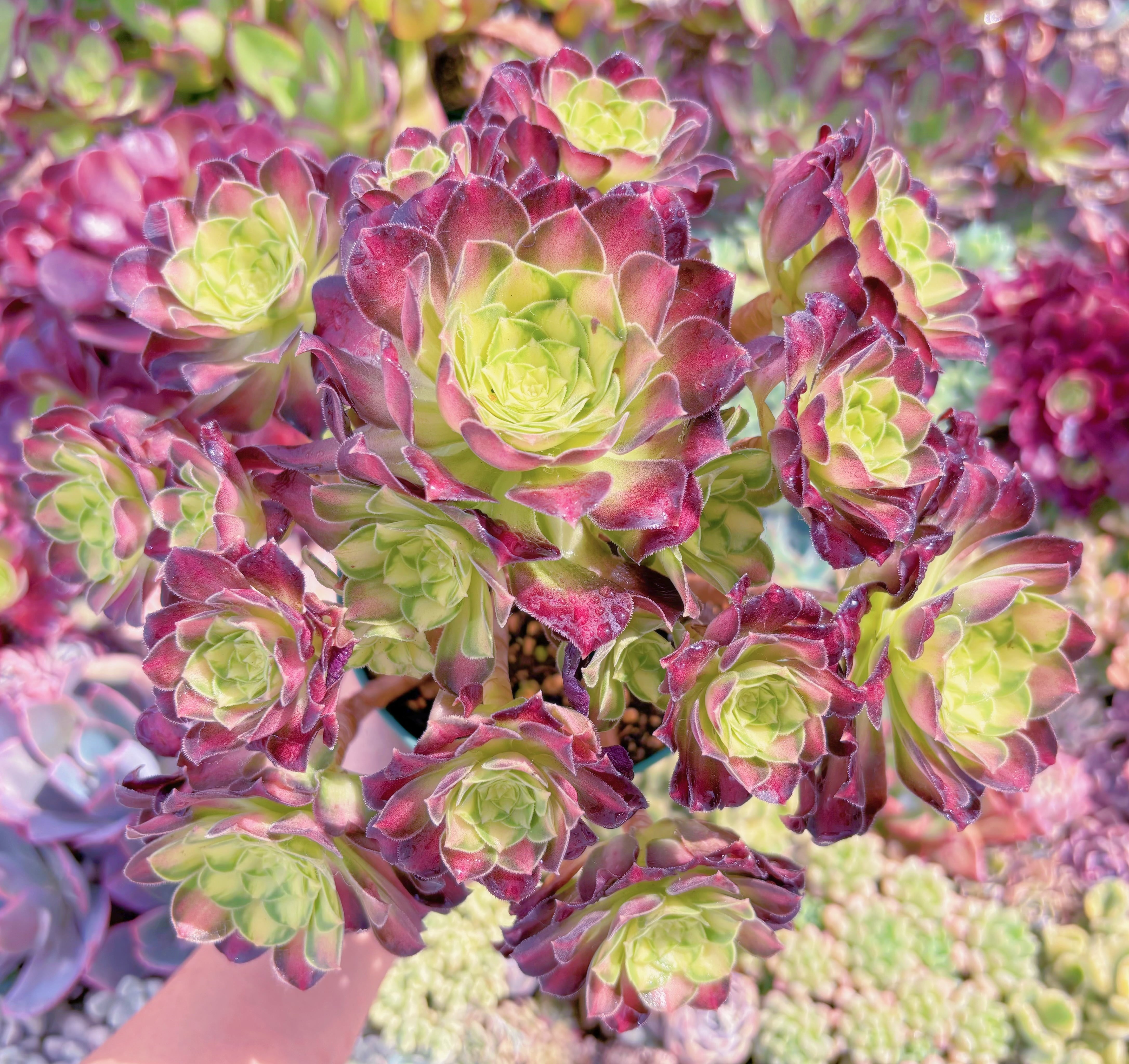 現品　パラダイス錦#B40　特大群生　るる農園