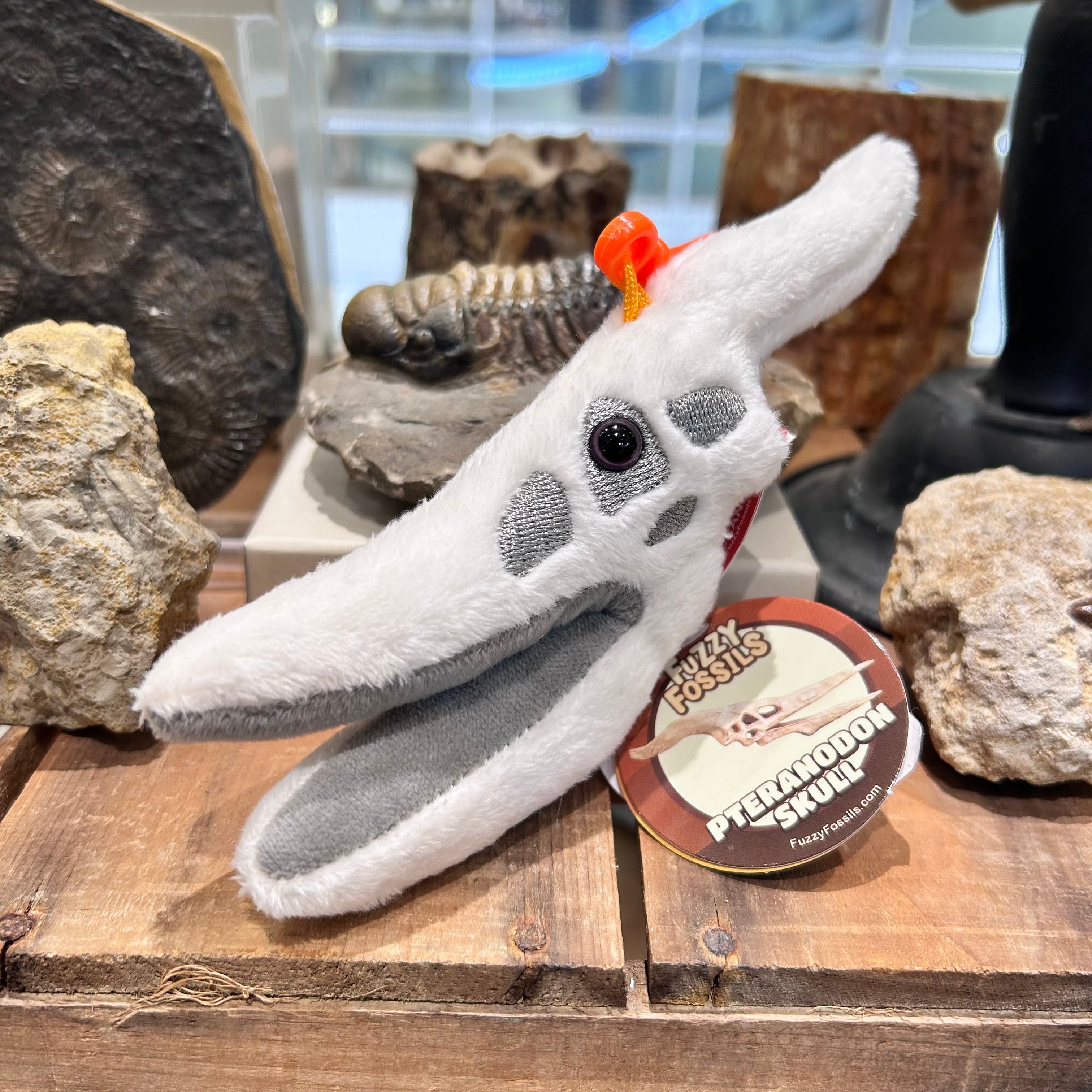 カブトガニ標本 | THE STUDY ROOM