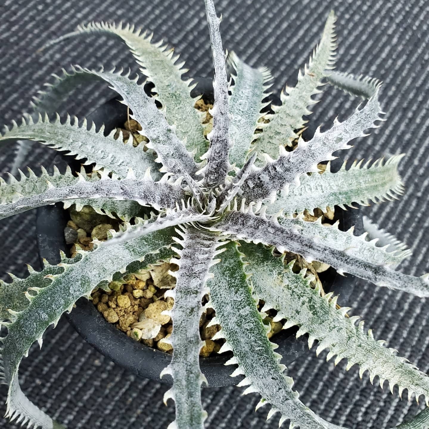 ディッキア Dyckia Warren x Arizona #1 ビルベイカー