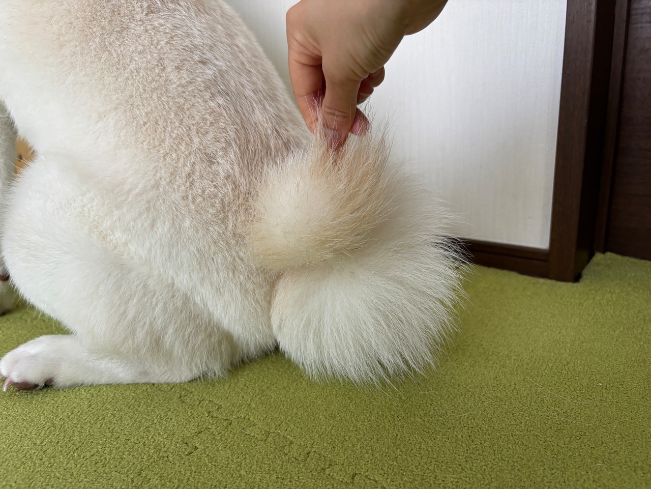 受注制作「はむつなショップ・メッセージカード」