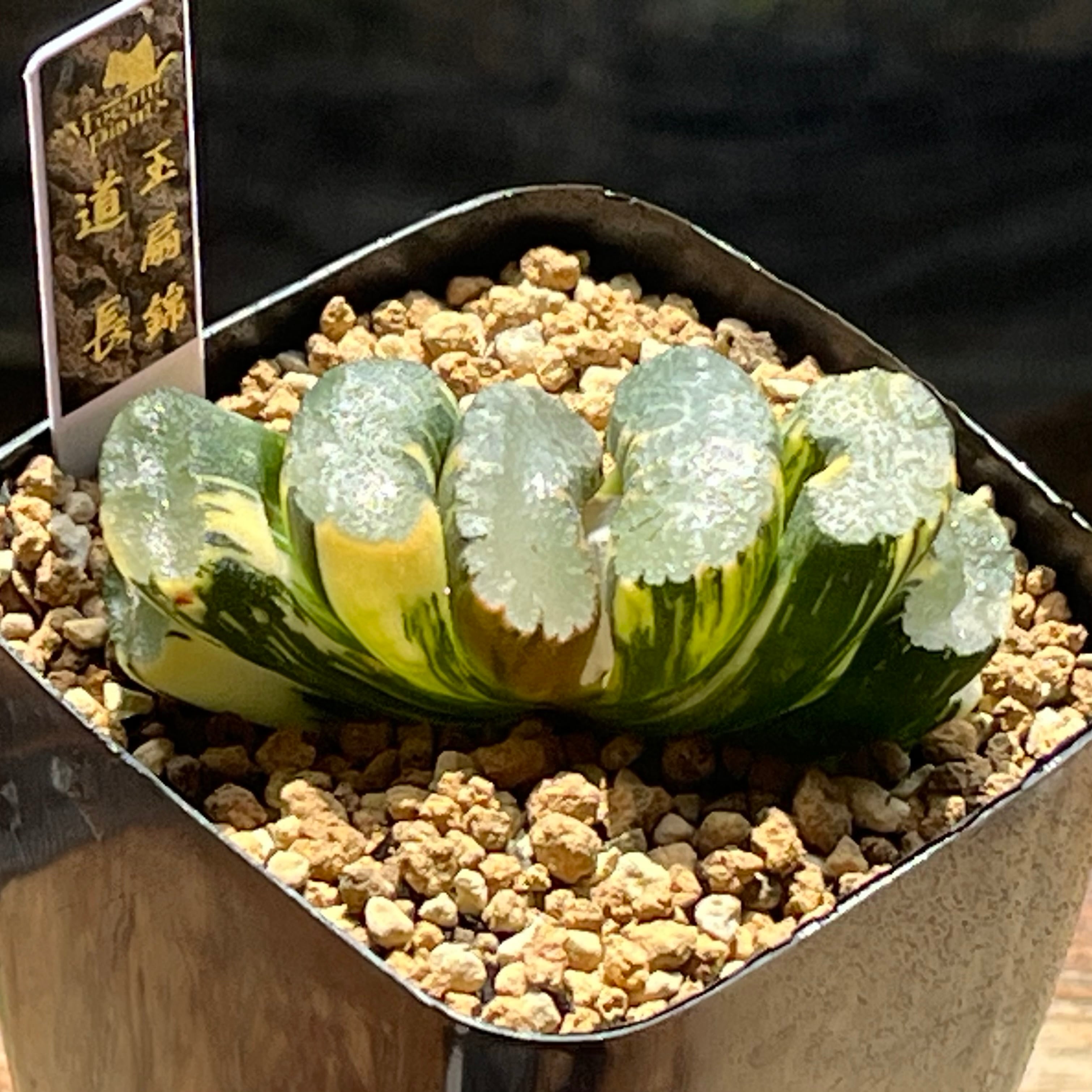 ハオルチア 原種 ベヌスタ venusta ne Alexandria | mocono_plants