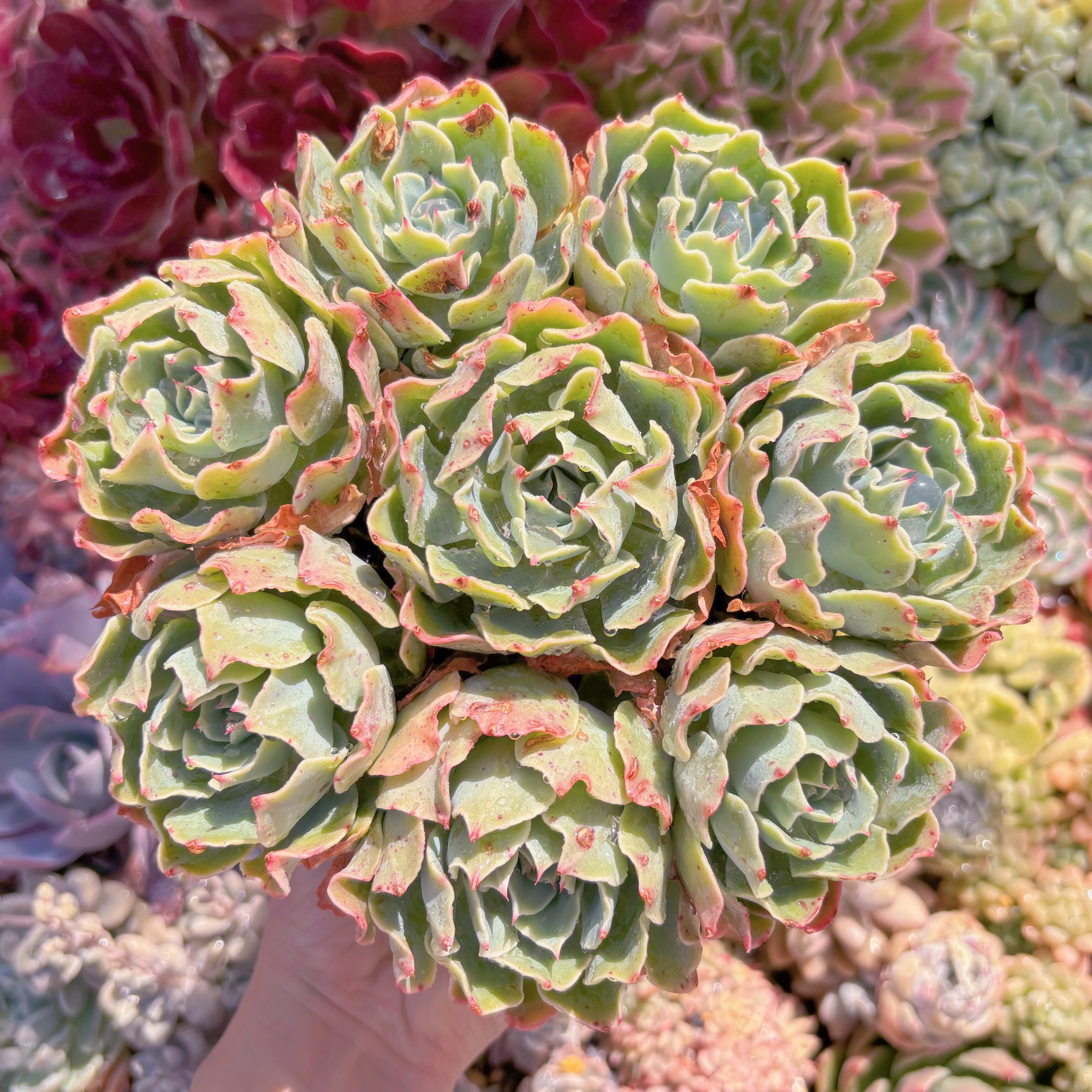 現品　Tsunami#660　新入荷　特大群生    るる農園