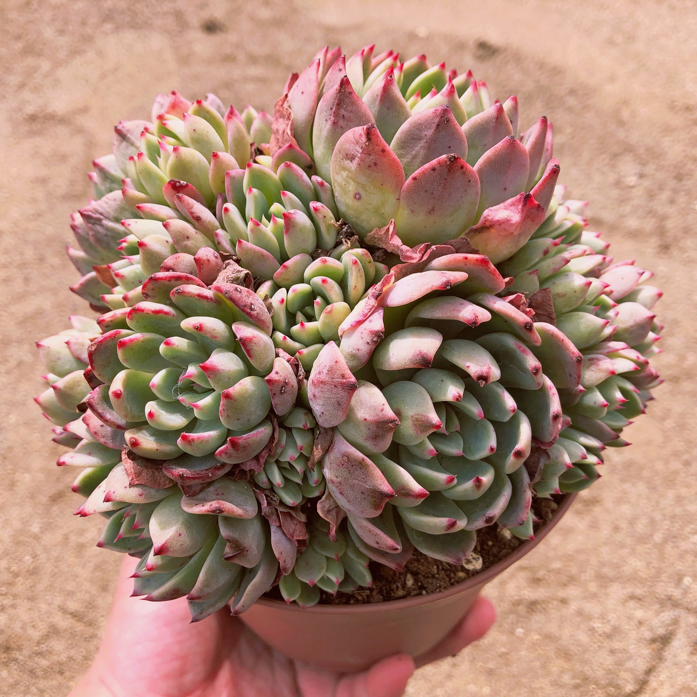 多肉植物　nanafukumini 特大群生　直径約15cm