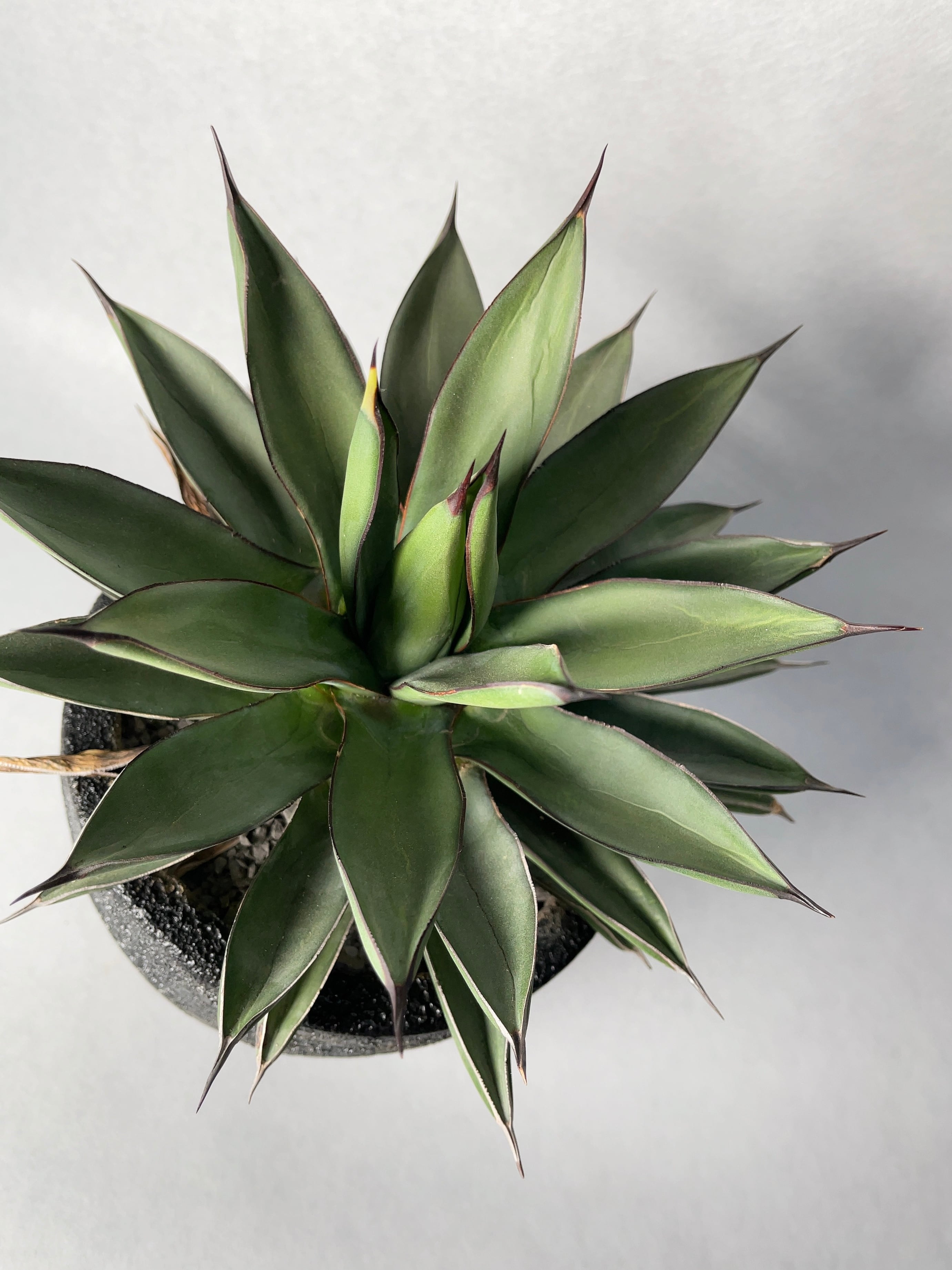 アガベ 観葉植物 ロイヤルスピン　ハイブリッド アガベ・ロイヤルスピン | trigger