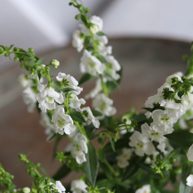 夏の花壇におすすめ！アンゲロニア　セレニータ　ホワイト
