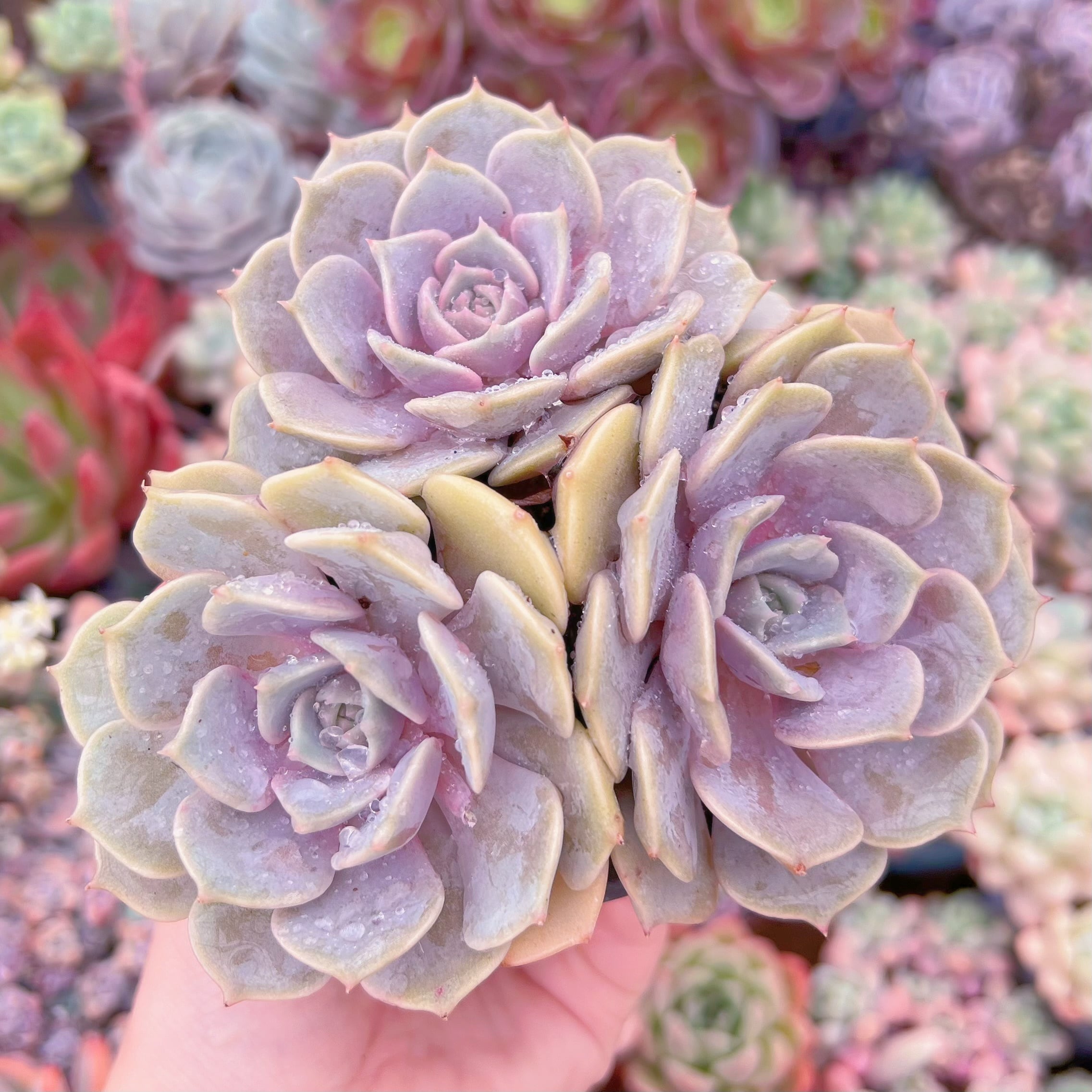 現品　ピンクローラ#B14　群生　るる農園