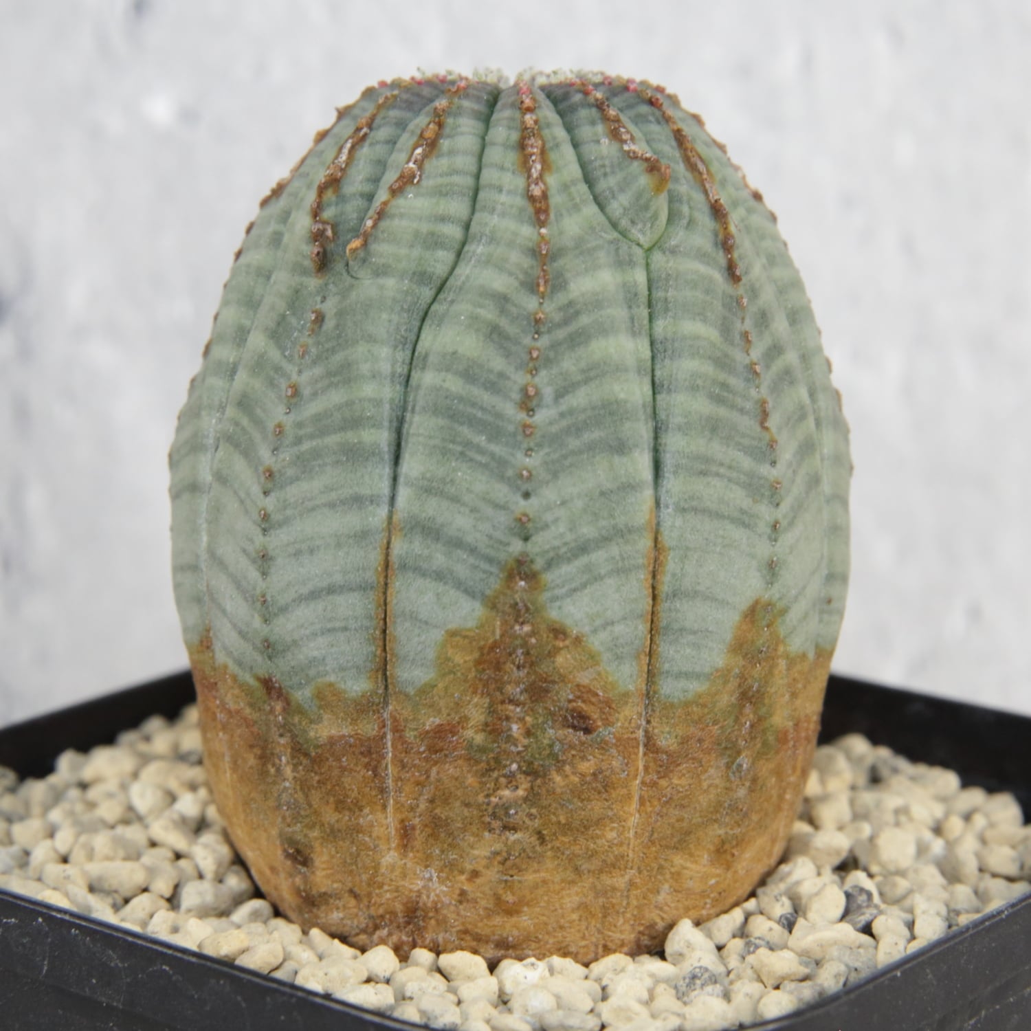 ダルマオベサ・モンストオベサ 2個セット モンスト オベサ (綴化) | LIGHTHOUSE.PLANTS - 海外実生株の
