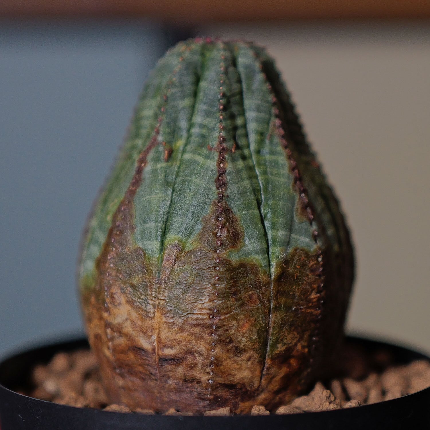 木質化 美模様 マウンテン オベサ / ユーフォルビア