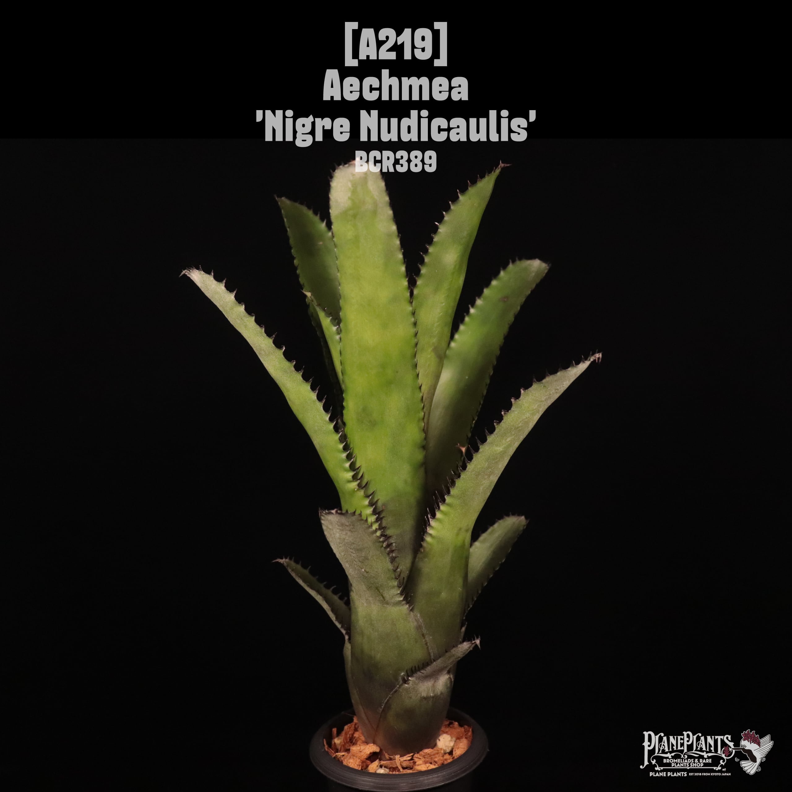 Aechmea 'Nigre Nudicaulis'〔エクメア〕A219