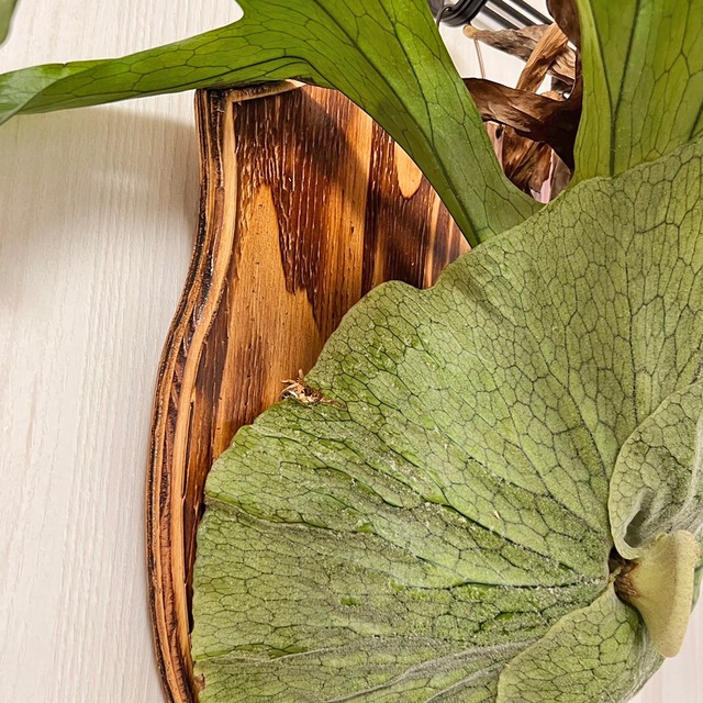 ビカクシダ グランデ 板付 【観葉植物 壁掛け コウモリラン】