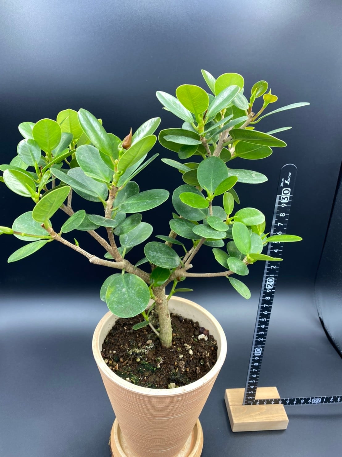 観葉植物 パンダガジュマル 5号 受け皿付き | ハウスプランツ 観葉植物 パンダガジュマル 5号 受け皿付き | ハウスプランツ