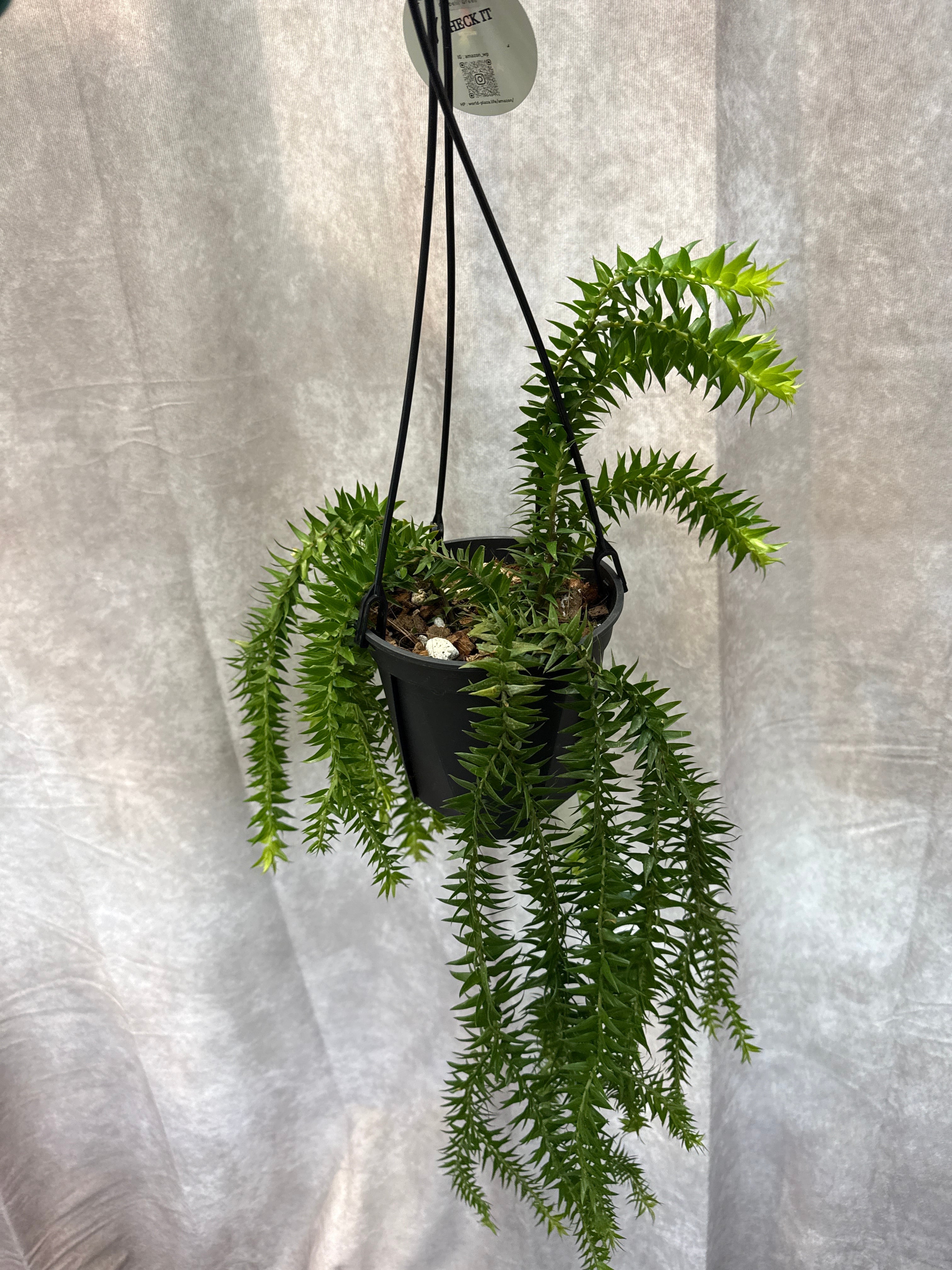 フペルジア ゴエベリーグリーン | Gardenえん 【観葉熱帯植物】