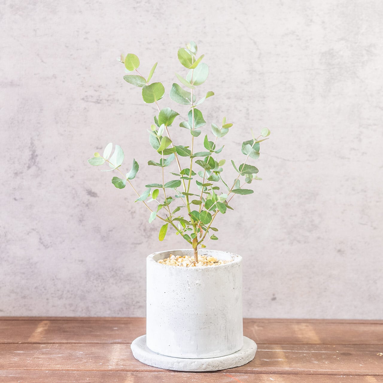 【形にこだわり抜いた】一株ごとの厳選仕入れで見つけた、美しいユーカリ・グニー。無機質な手づくりモルタル鉢との対比が際立つ一品|虫発生抑制|送料全国一律850円