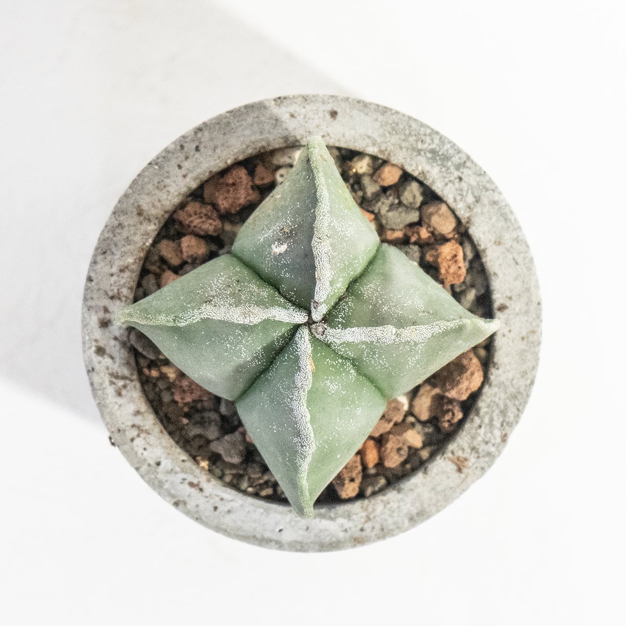 ≪ 多肉植物 ≫粉を纏ったフォルムが神秘的な碧瑠璃ランポー玉の鉢植え｜マットな風合いのモルタル鉢は手づくりです