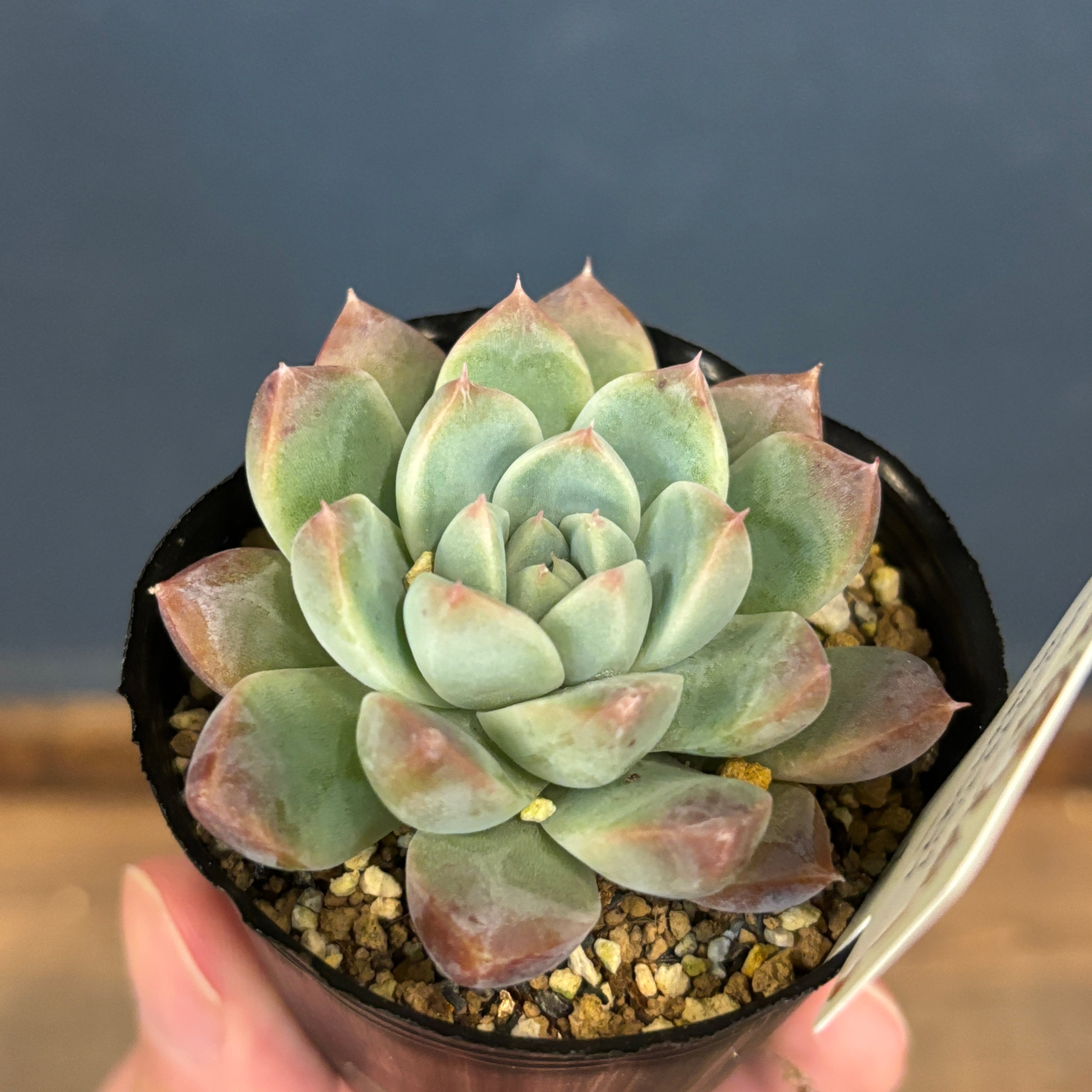 farmPALKさん苗 エケベリア コロラータアテマハック × ケッセルリン