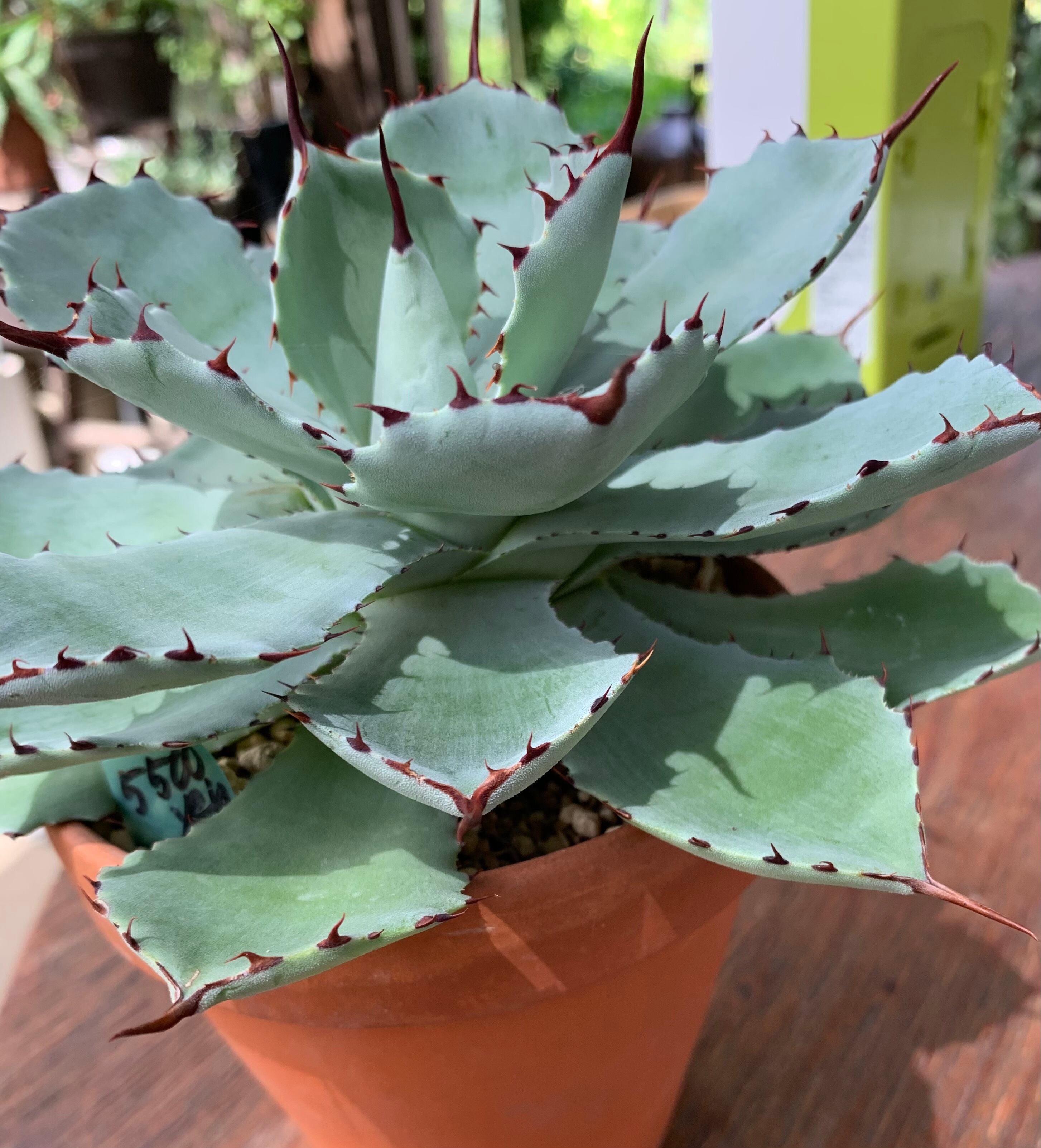 植物　アガベ アガベ 吉祥冠(Agave) 15 | 京都 おむろ YUUKIESGARDEN(ゆうきいずがあ