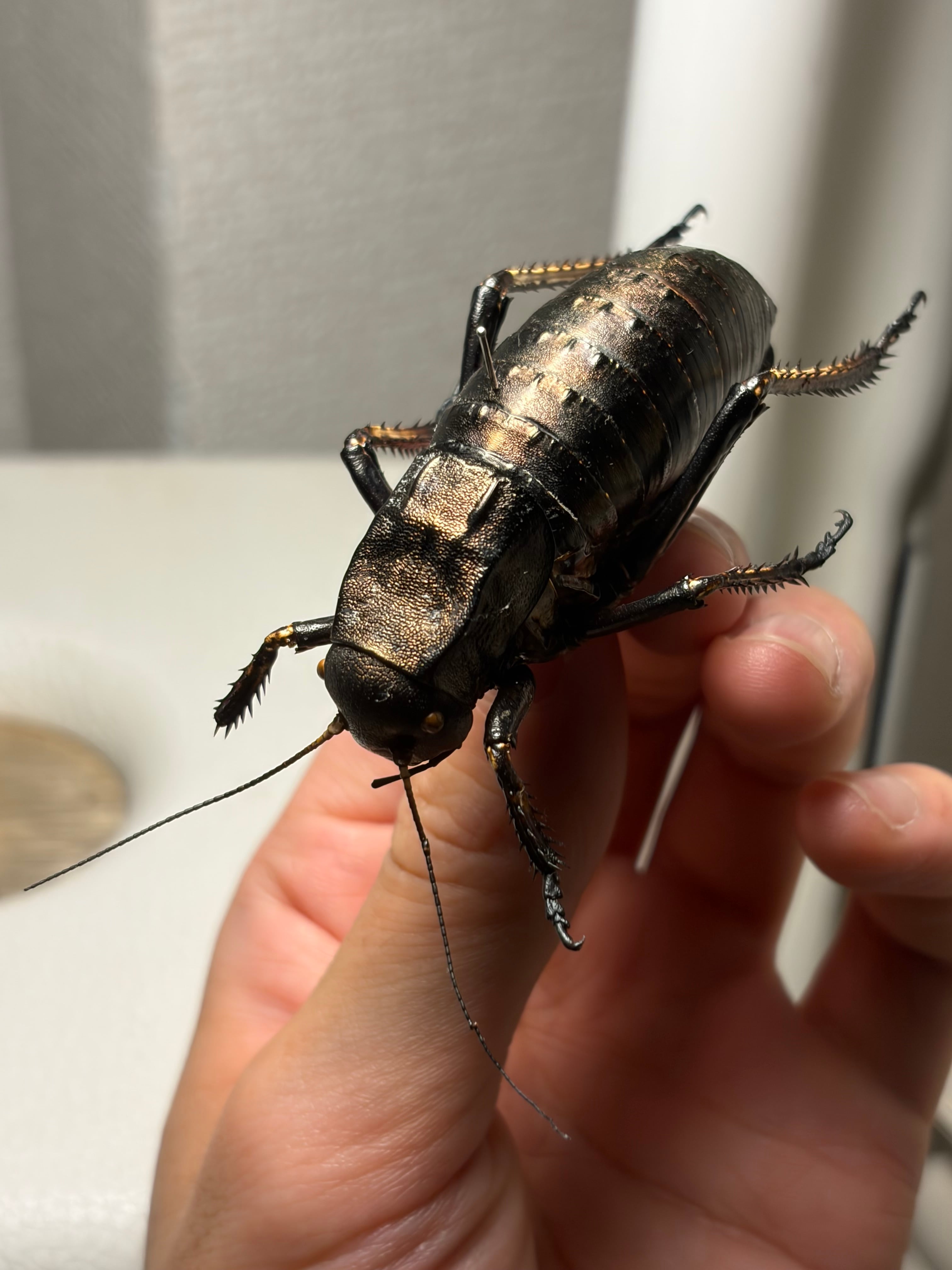 60mm♂】ブリキコロギス ヨロイコロギス Bradyporus リオック 直翅類