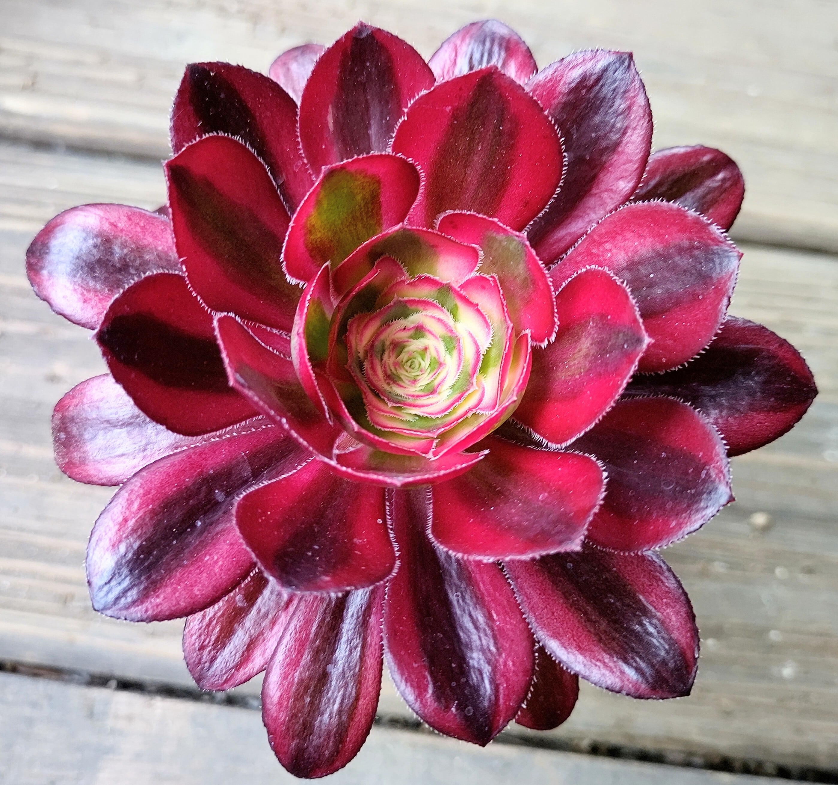 2ca1afb706765e6d541738b1be1117