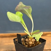 オトンナ ヘレー【26】