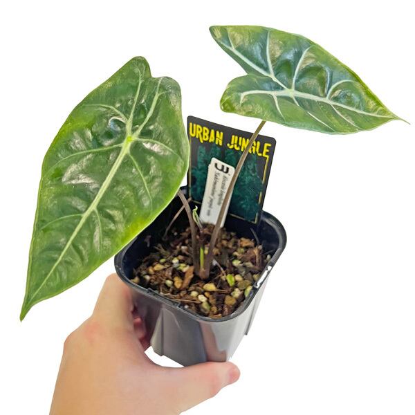 Alocasia cuprea varigated /アロカシア クプレア 斑入り② | Pay ID