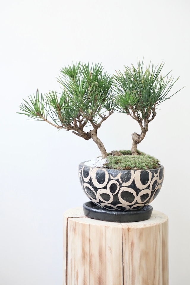 黒松 盆栽/Japanese black pine bonsai 　※陶器鉢付き