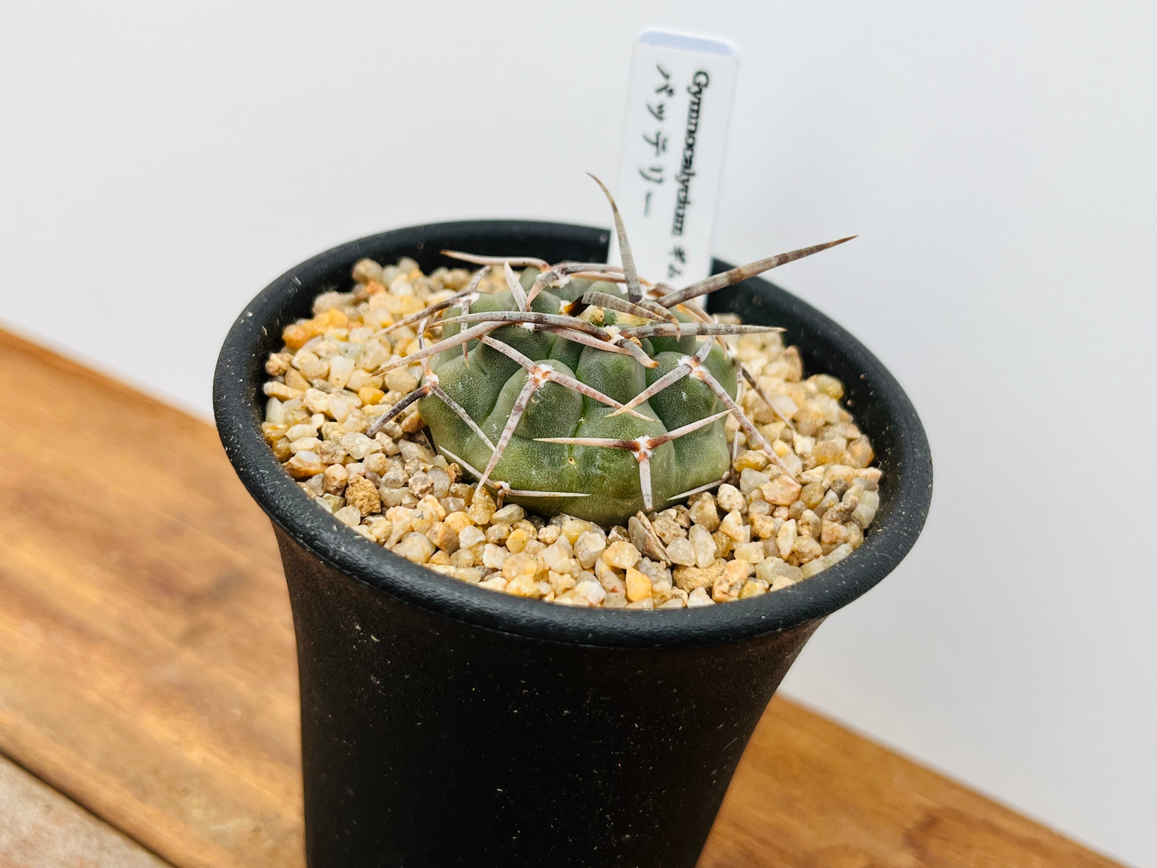 ギムノカリキウムバッテリー強刺