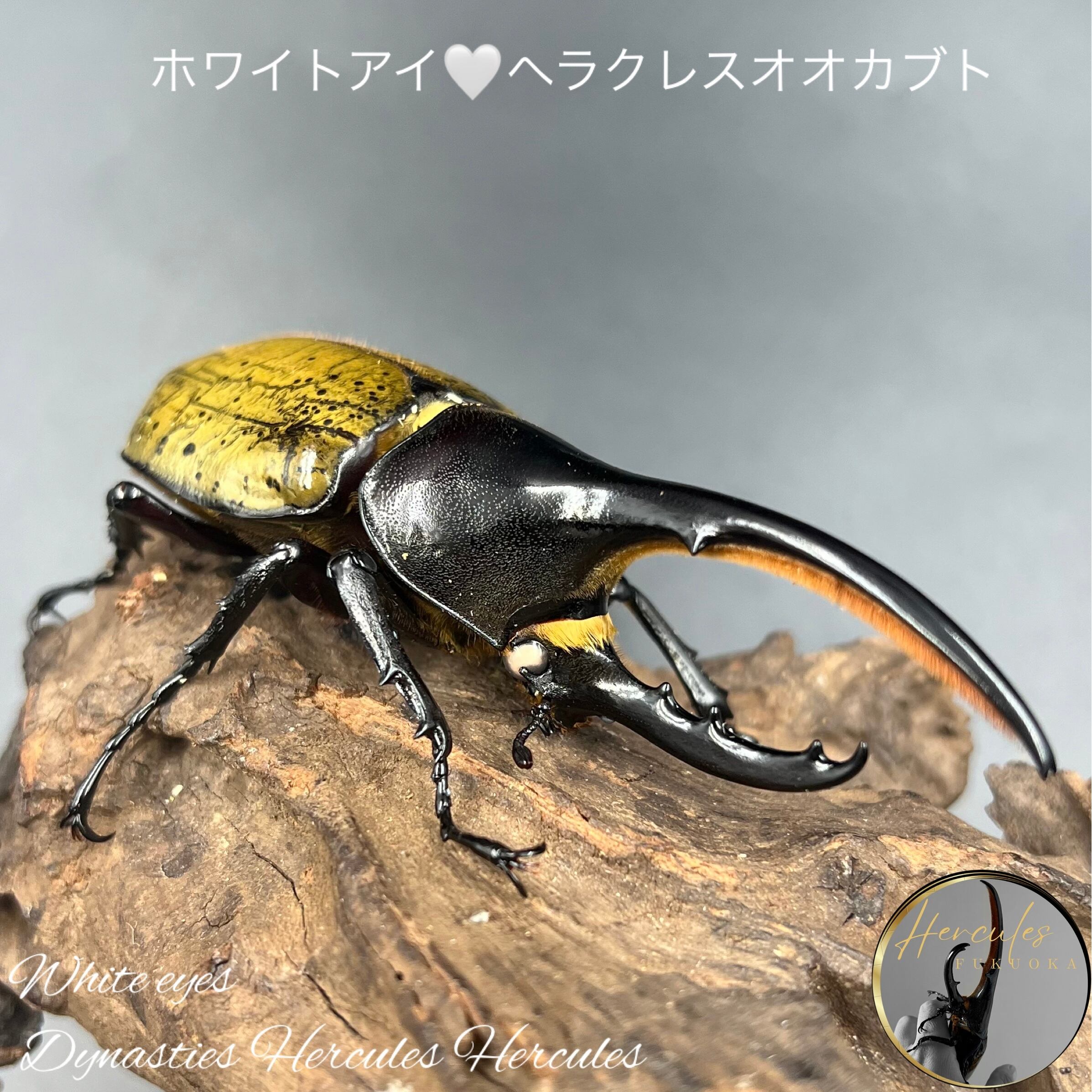 DHヘラクレス 初2令幼虫10頭セット