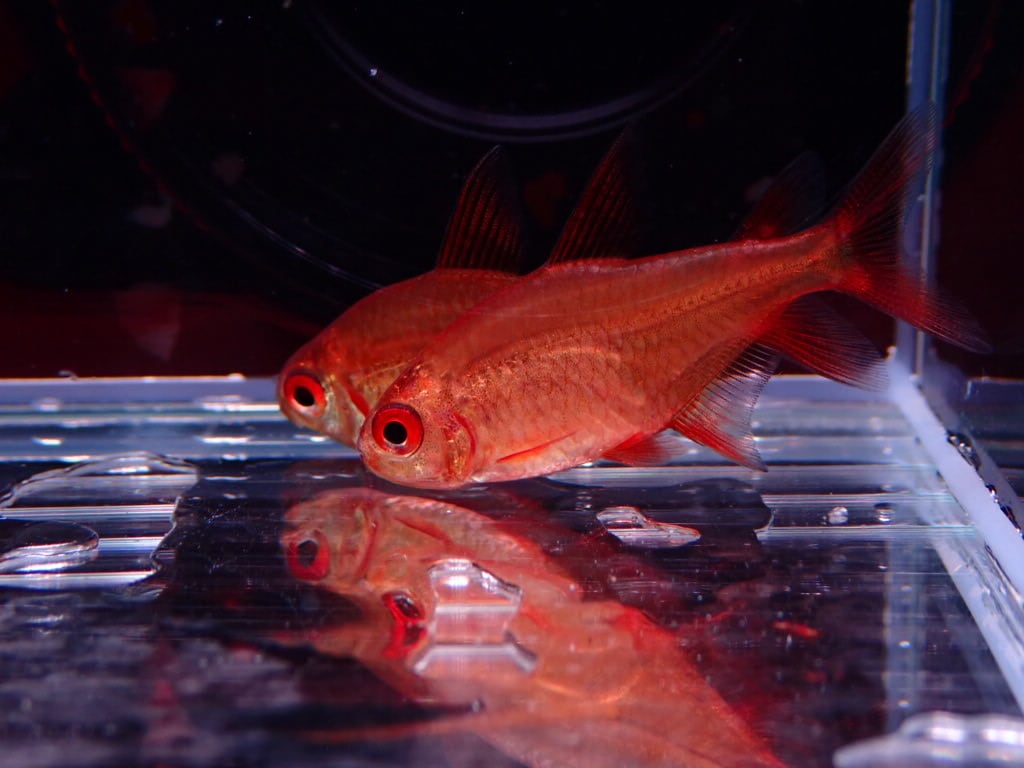 レッドチェリーテトラ